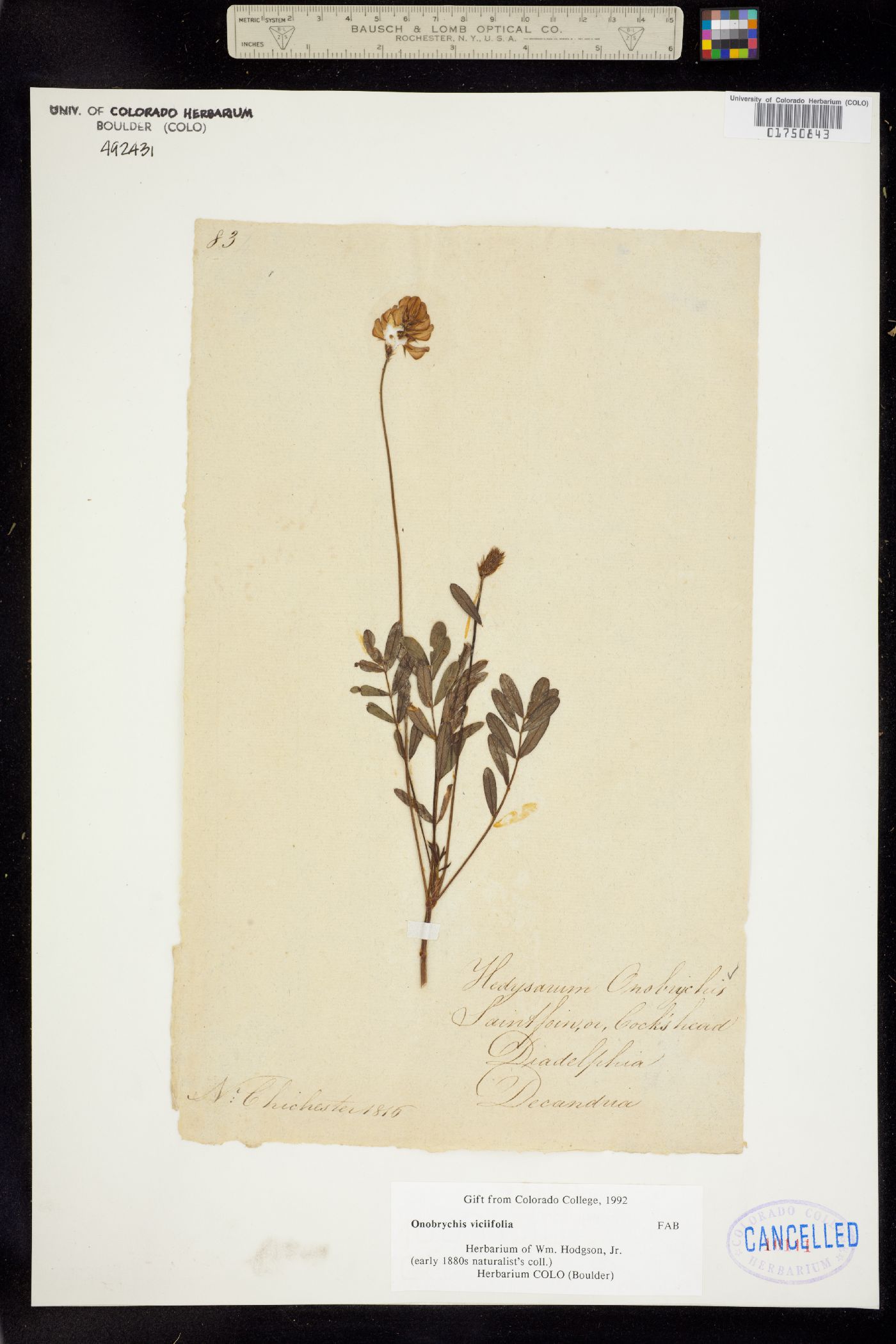 Onobrychis viciifolia image