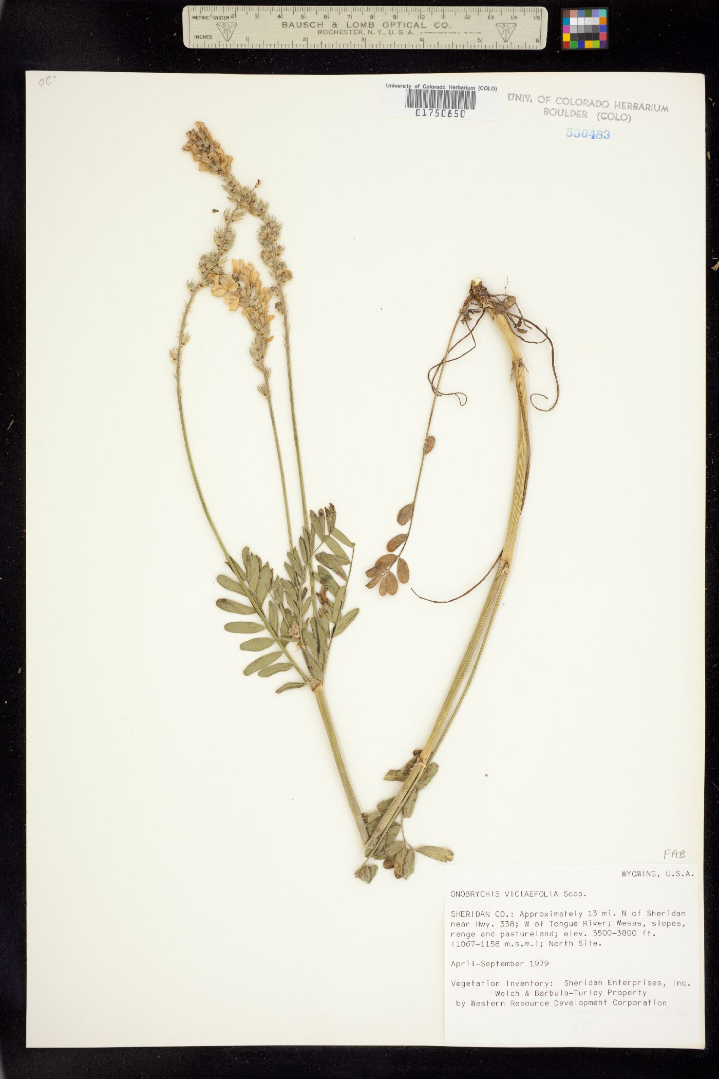 Onobrychis viciifolia image