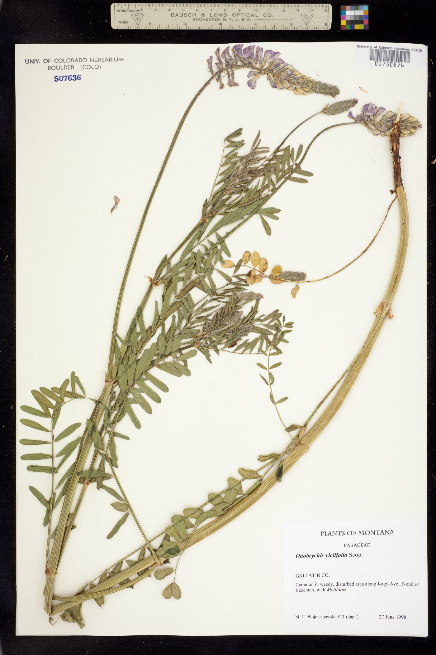 Onobrychis viciifolia image