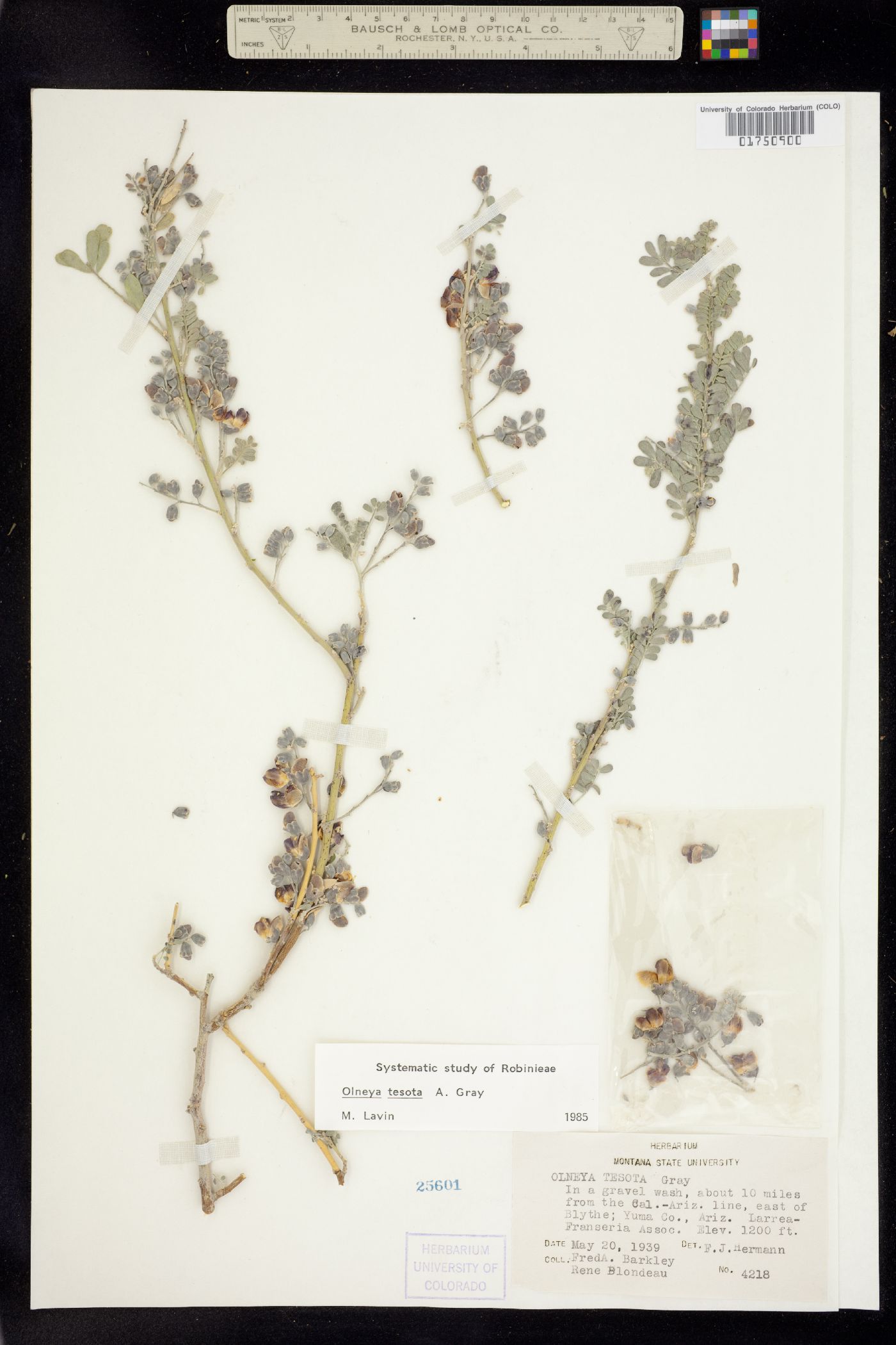 Olneya tesota image