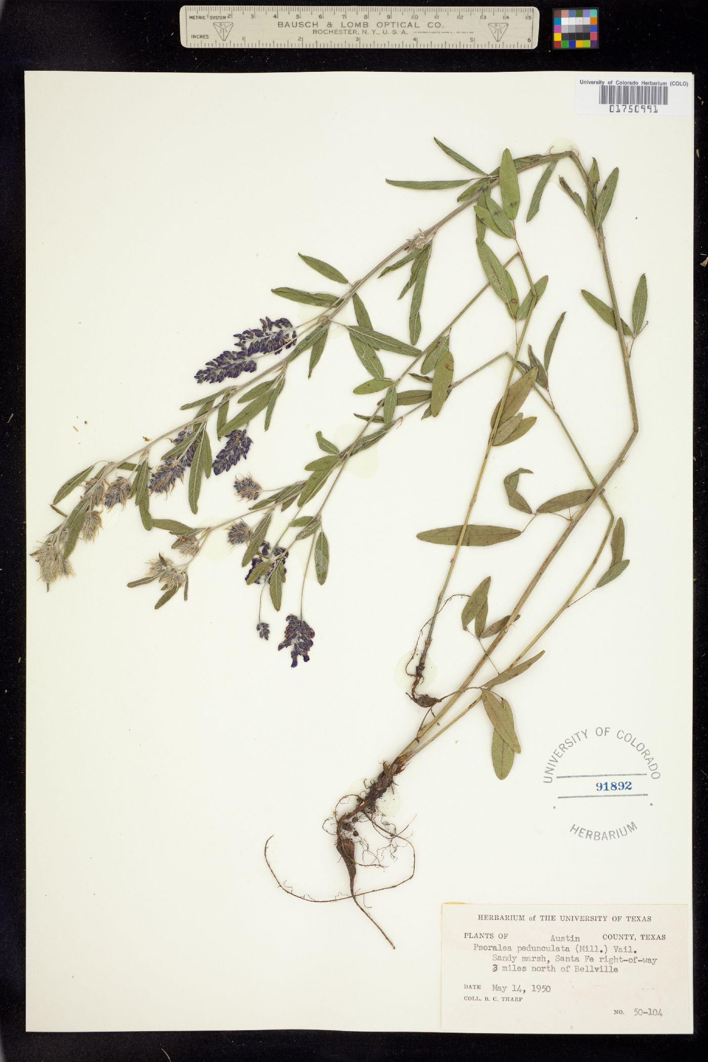 Orbexilum pedunculatum image