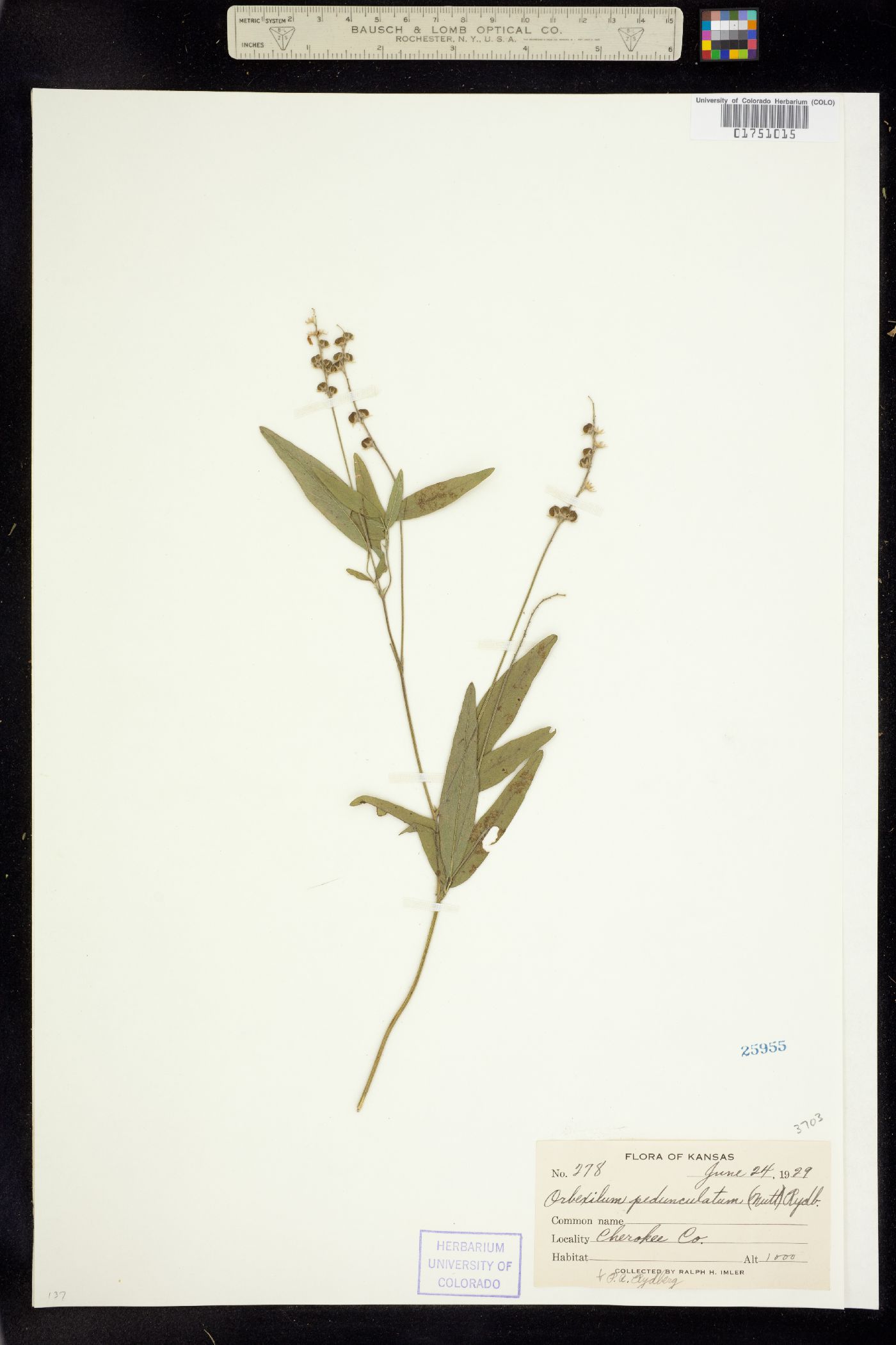 Orbexilum pedunculatum image