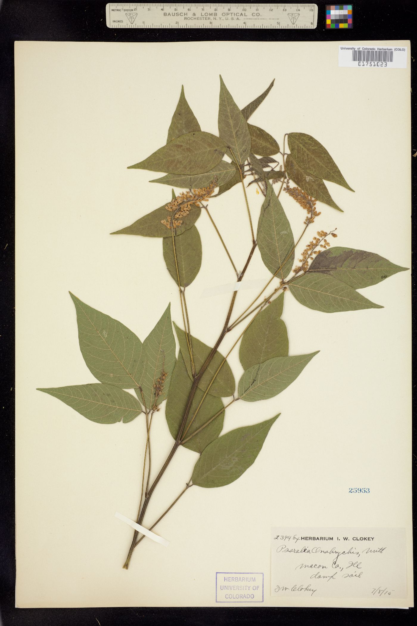 Orbexilum onobrychis image