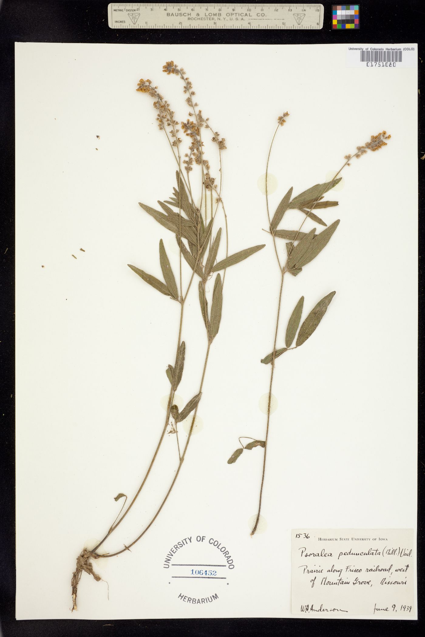Orbexilum pedunculatum image