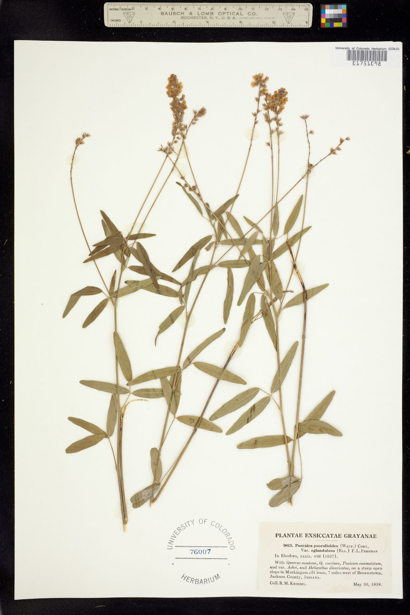 Orbexilum pedunculatum image