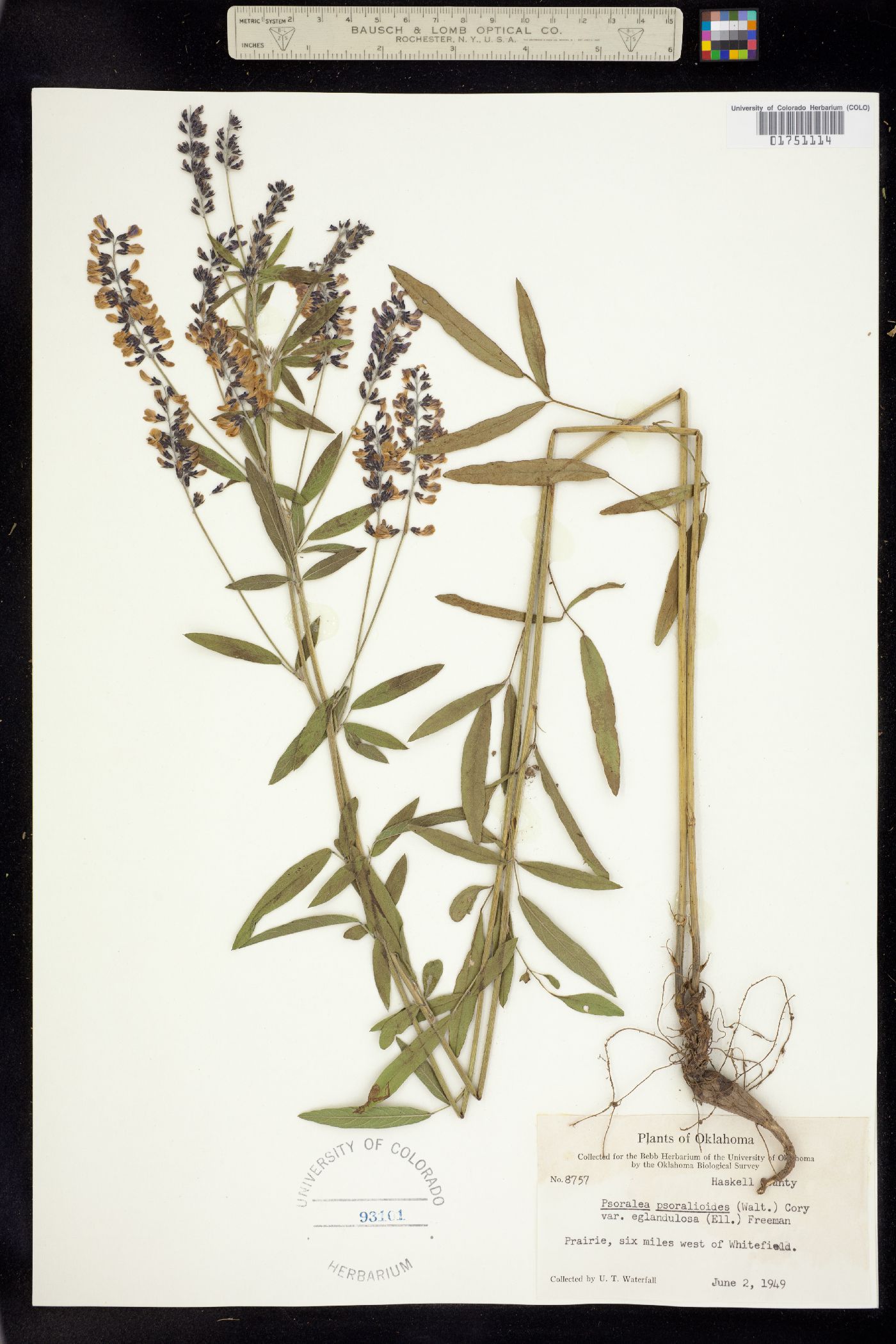 Orbexilum pedunculatum image