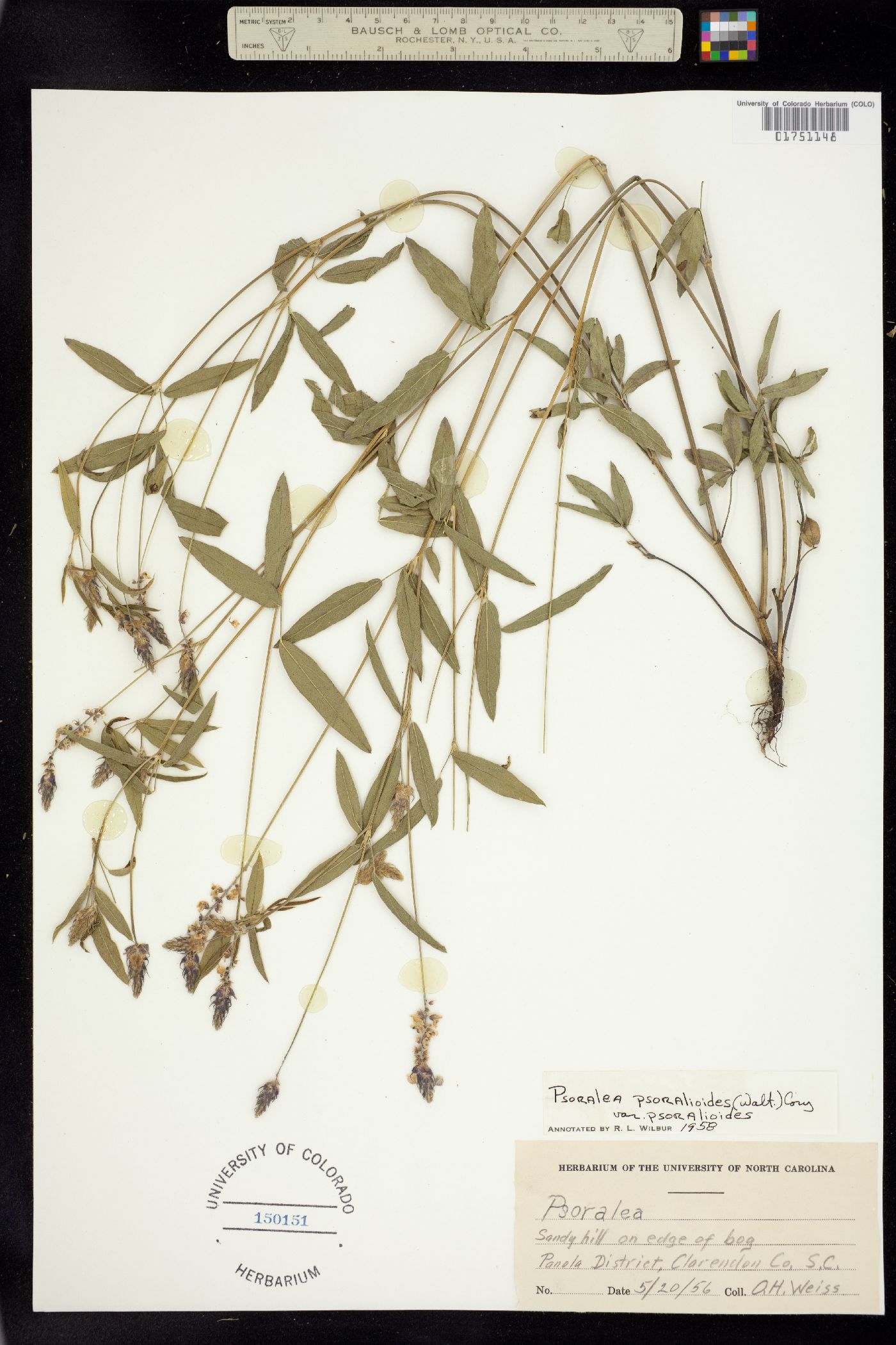 Orbexilum pedunculatum image