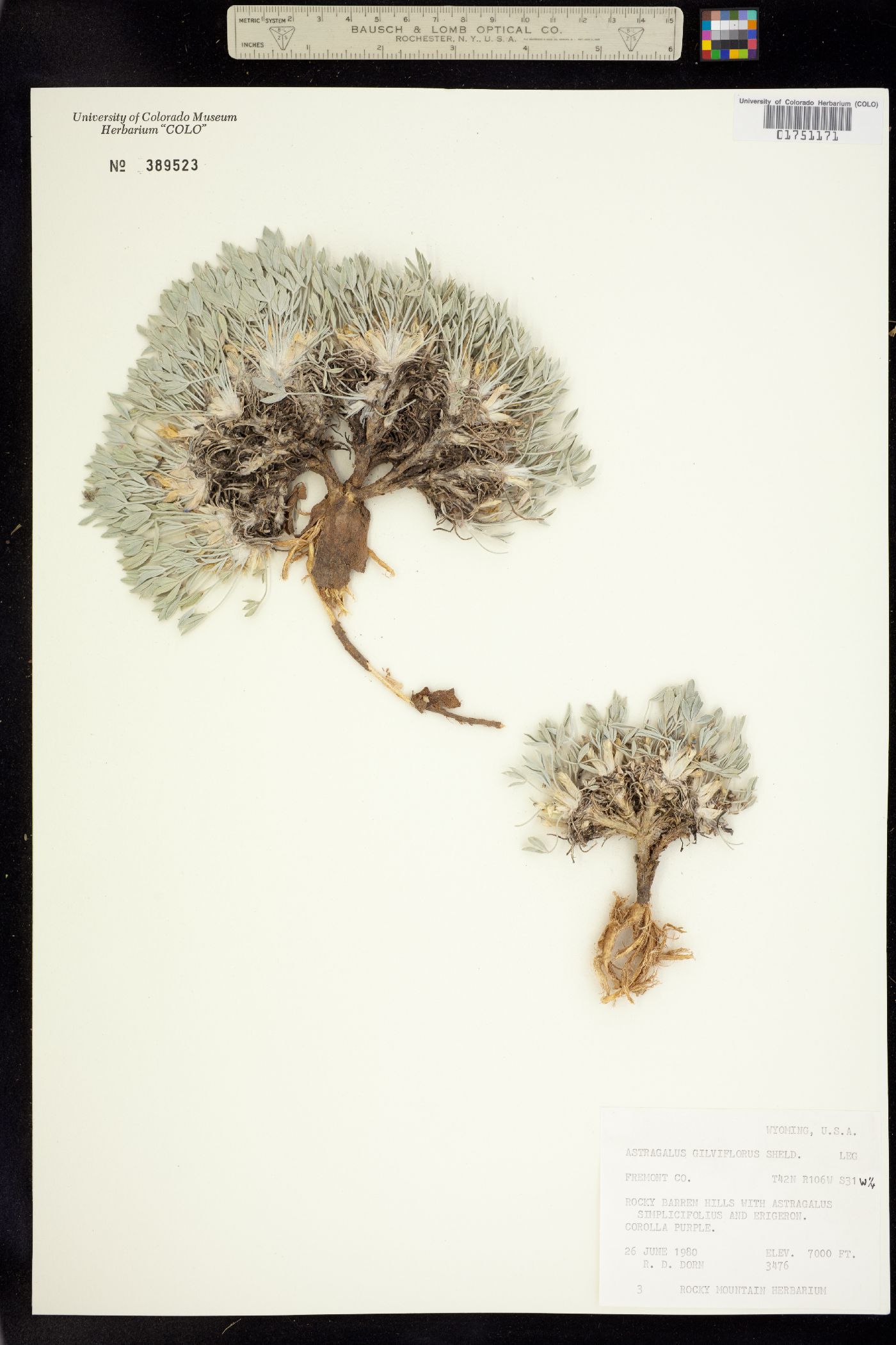 Astragalus sericoleucus image