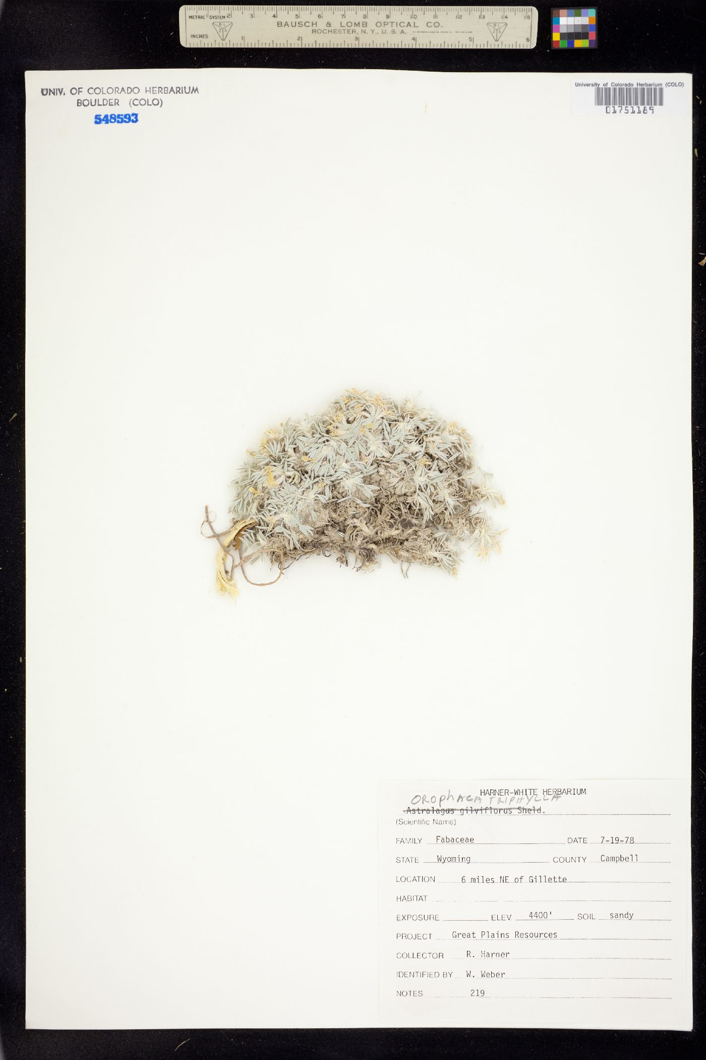 Orophaca triphylla image