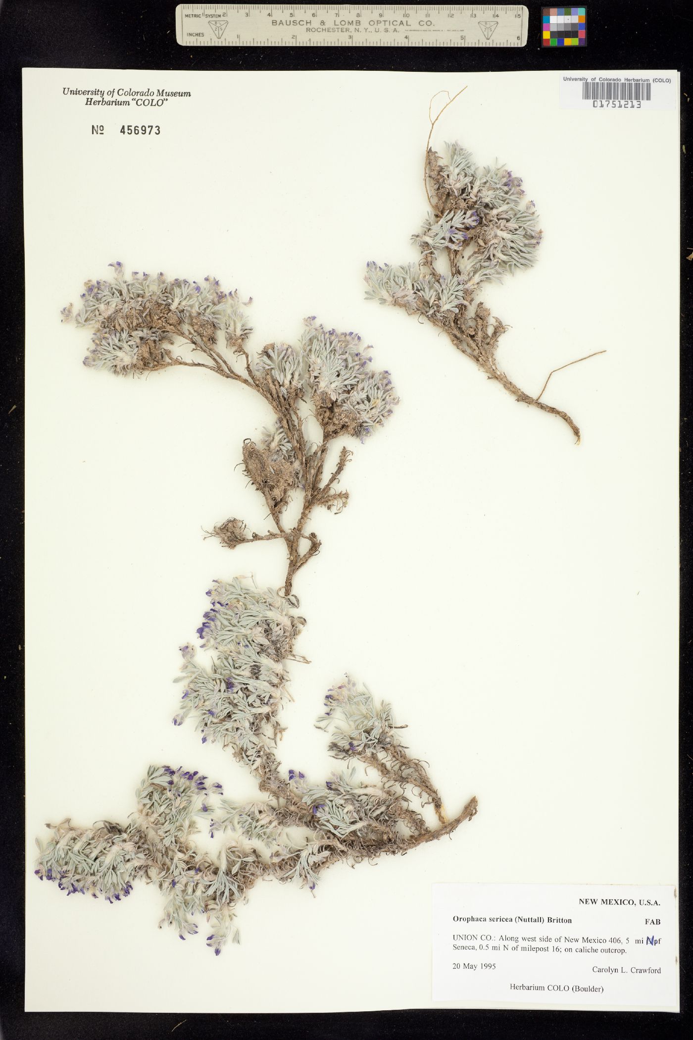 Astragalus sericoleucus image