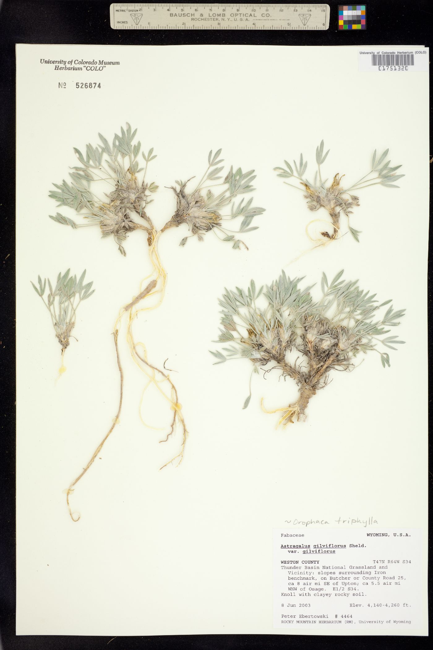 Astragalus sericoleucus image