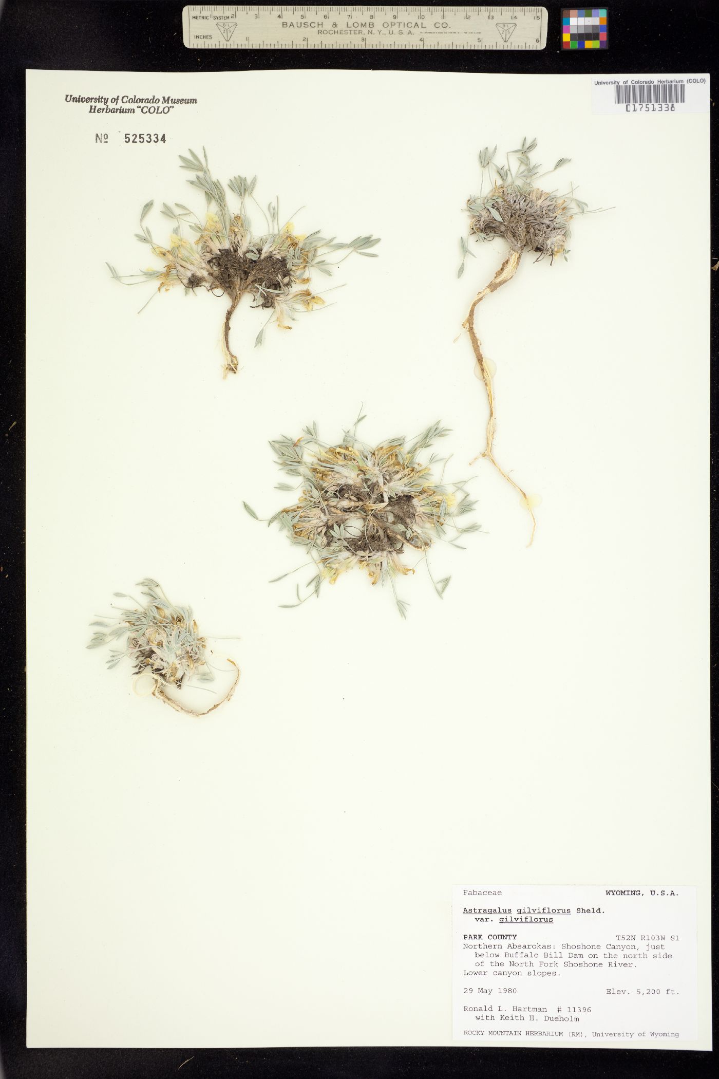 Astragalus sericoleucus image
