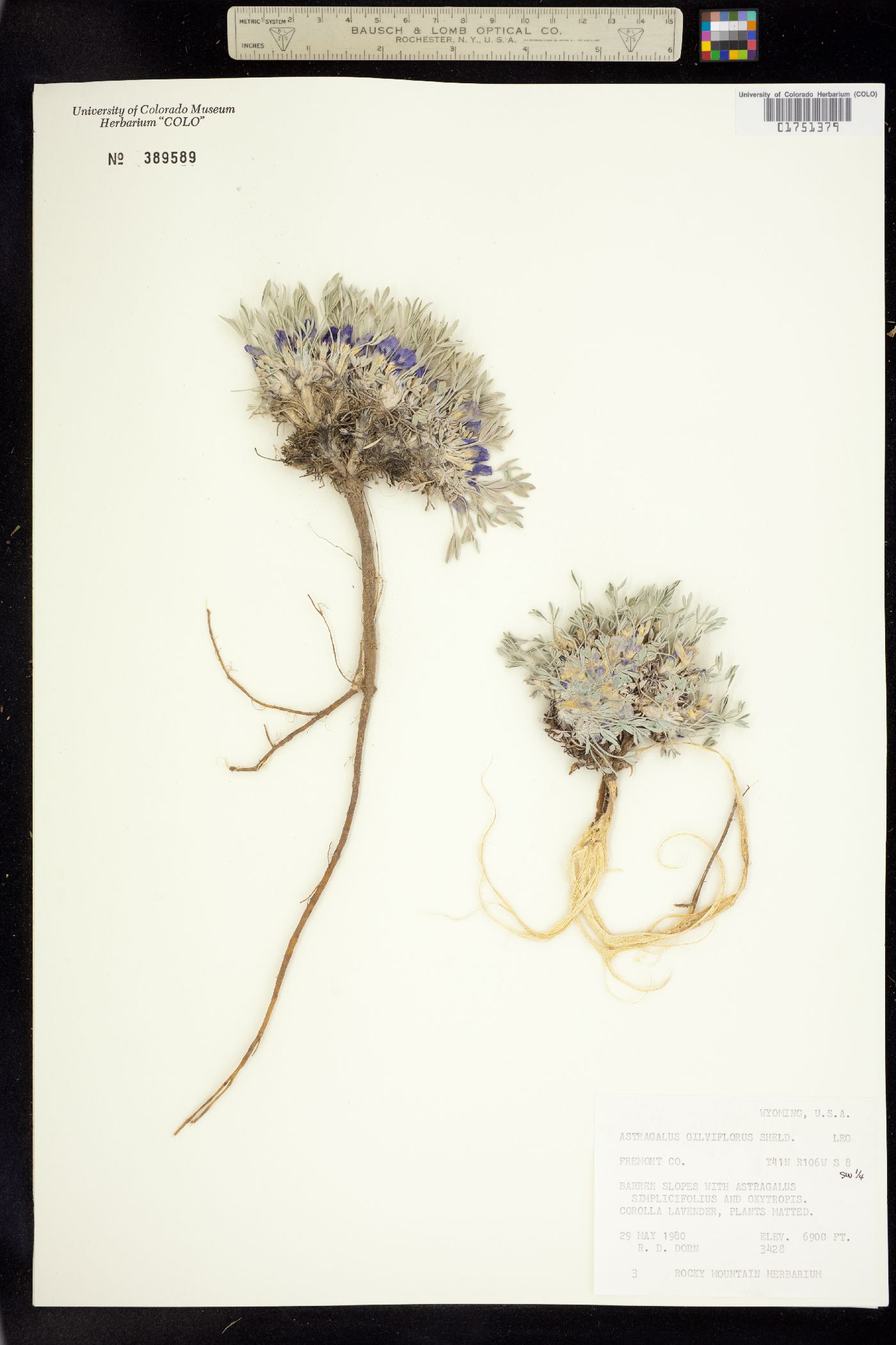 Astragalus sericoleucus image