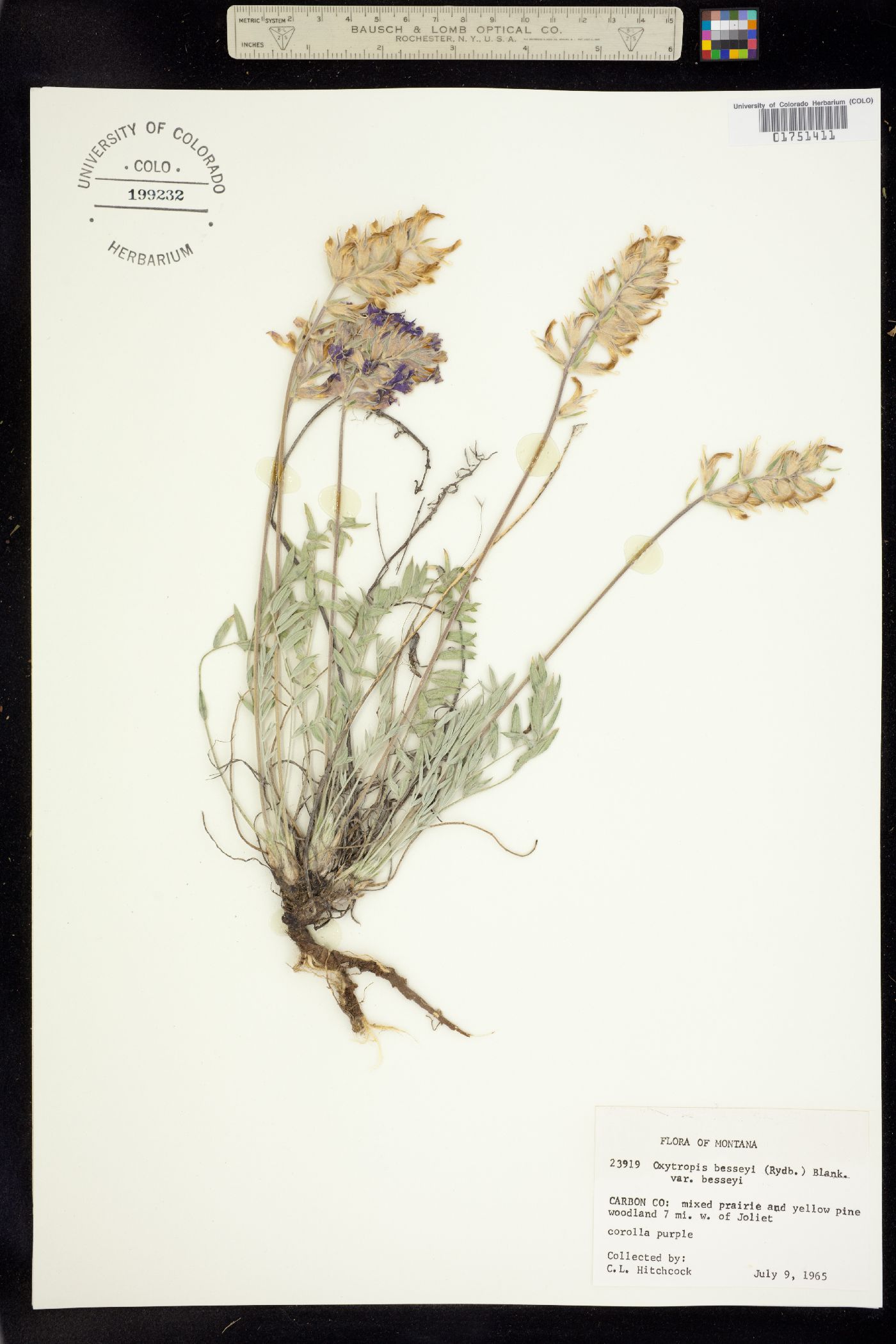 Oxytropis besseyi image