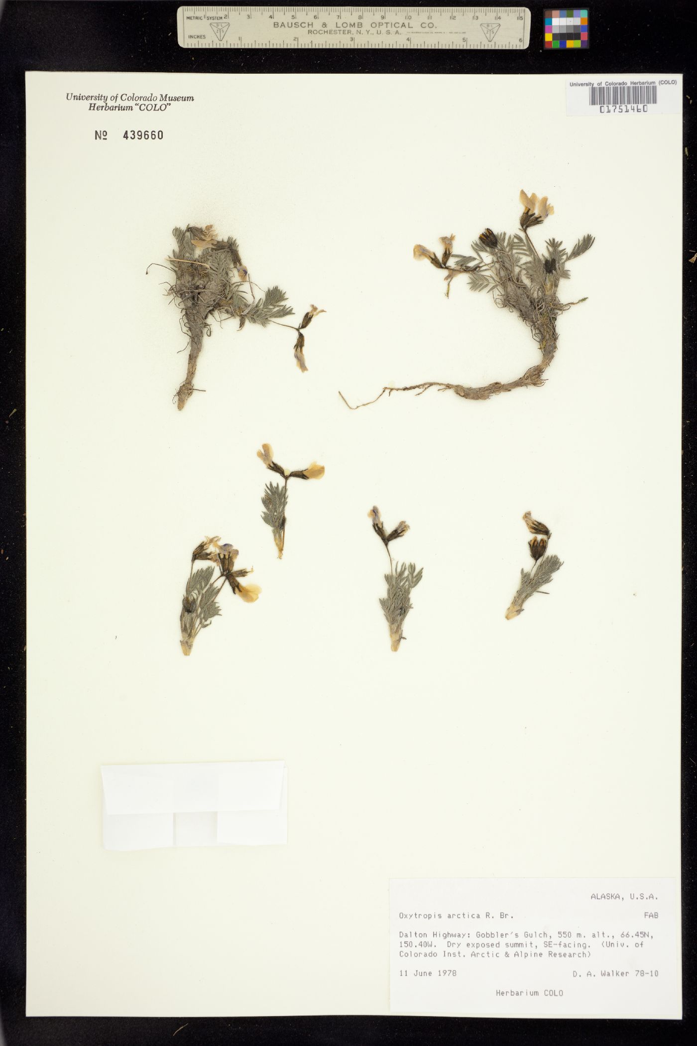 Oxytropis arctica image