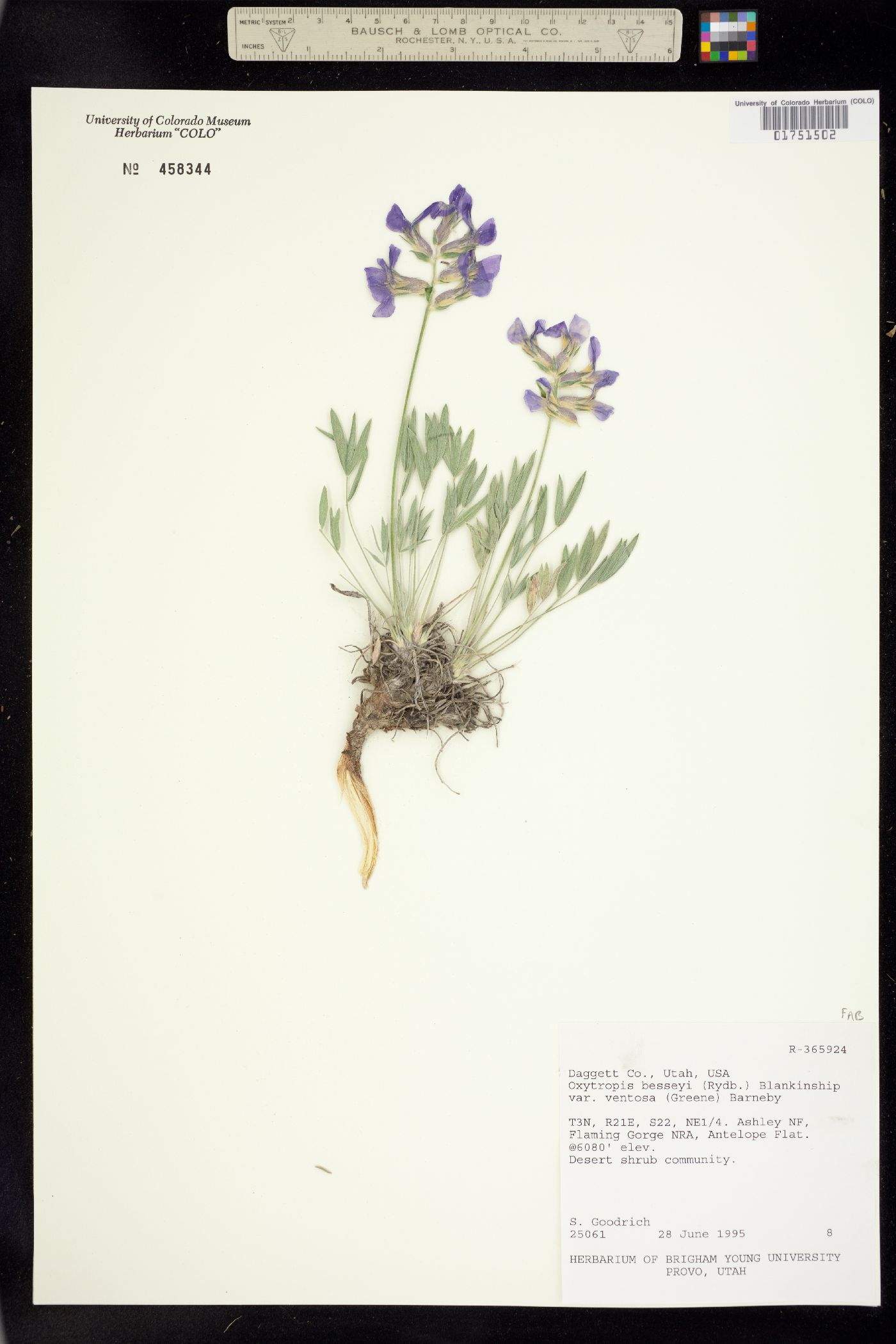 Oxytropis image