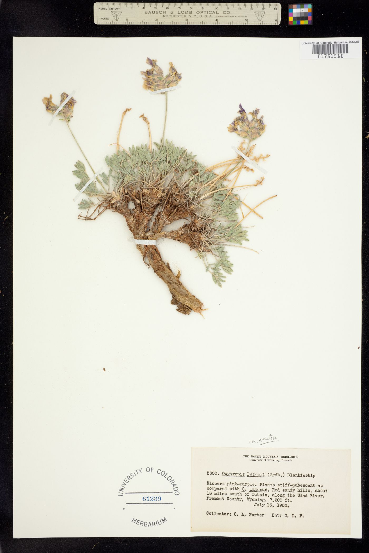 Oxytropis besseyi image