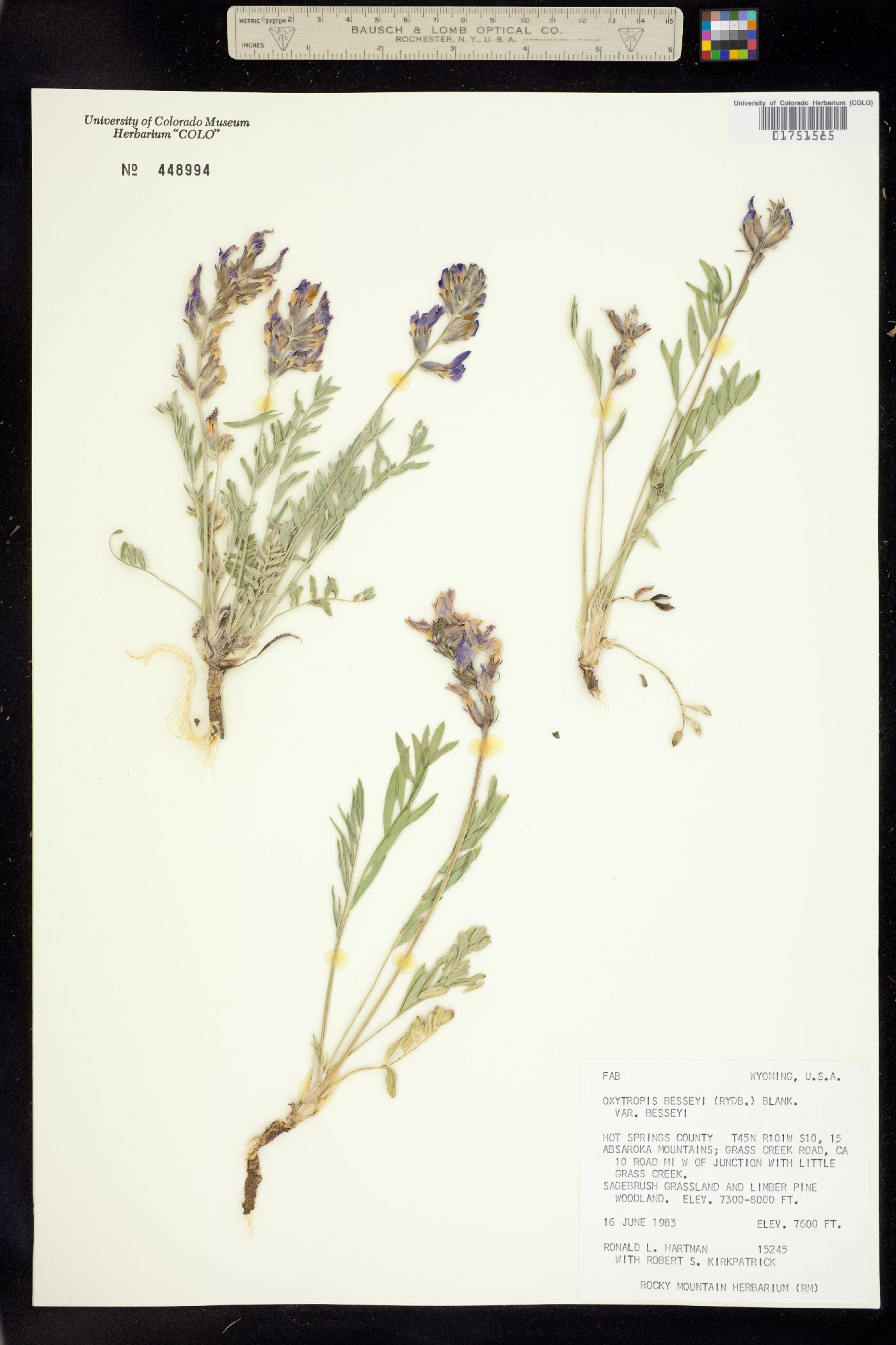 Oxytropis besseyi var. besseyi image