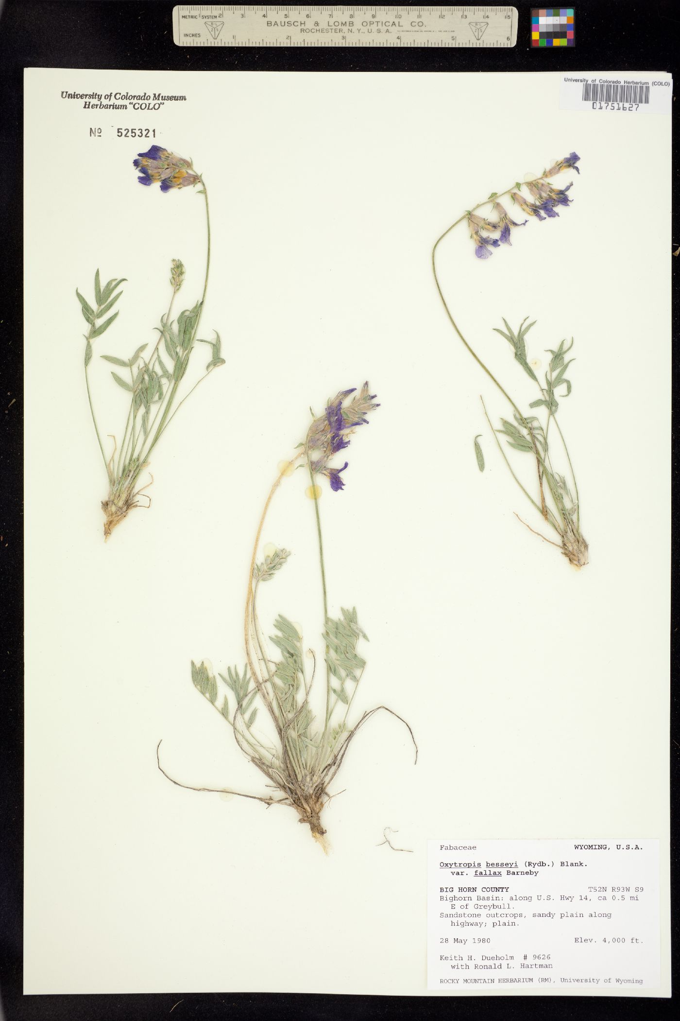 Oxytropis besseyi var. fallax image