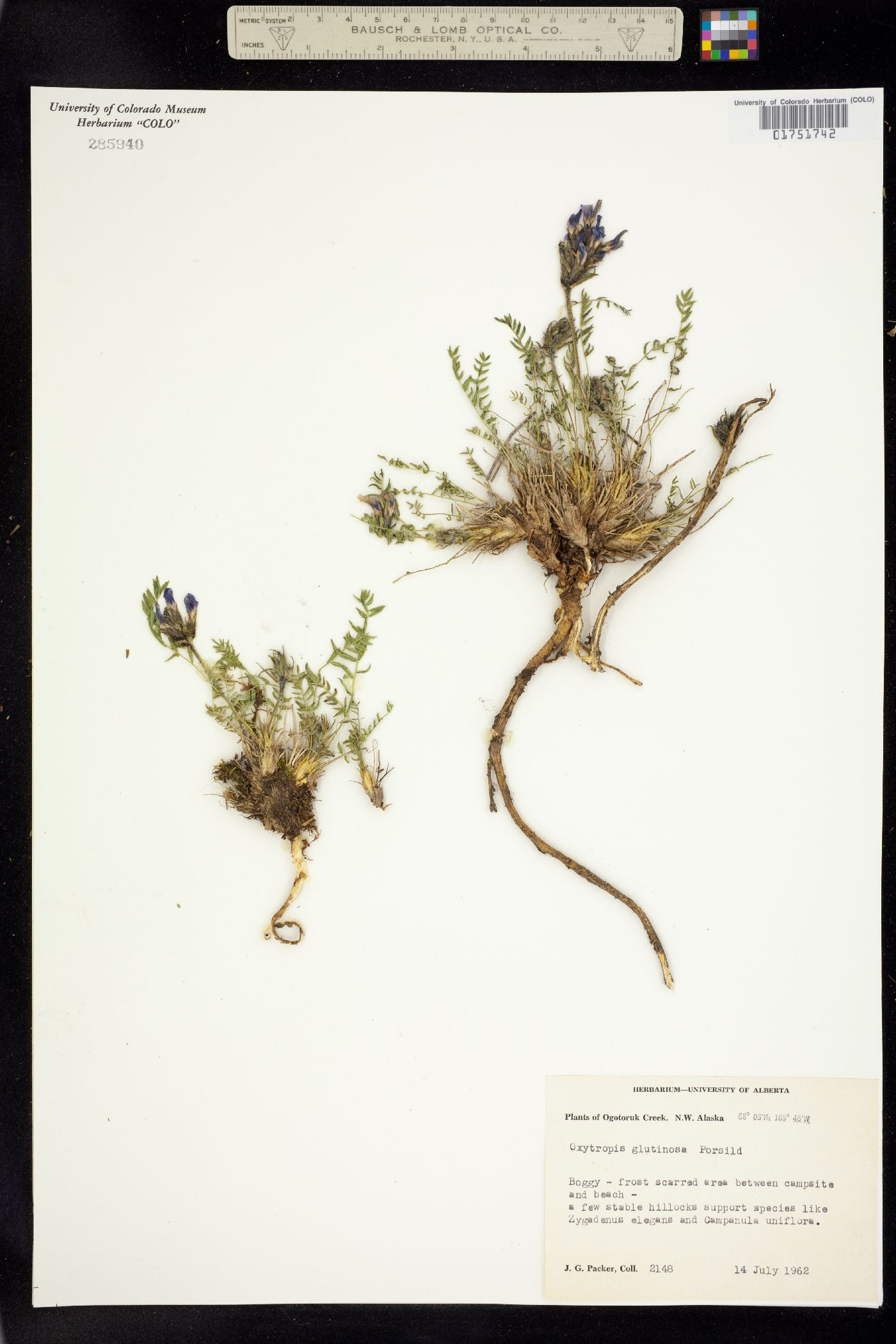 Oxytropis borealis image