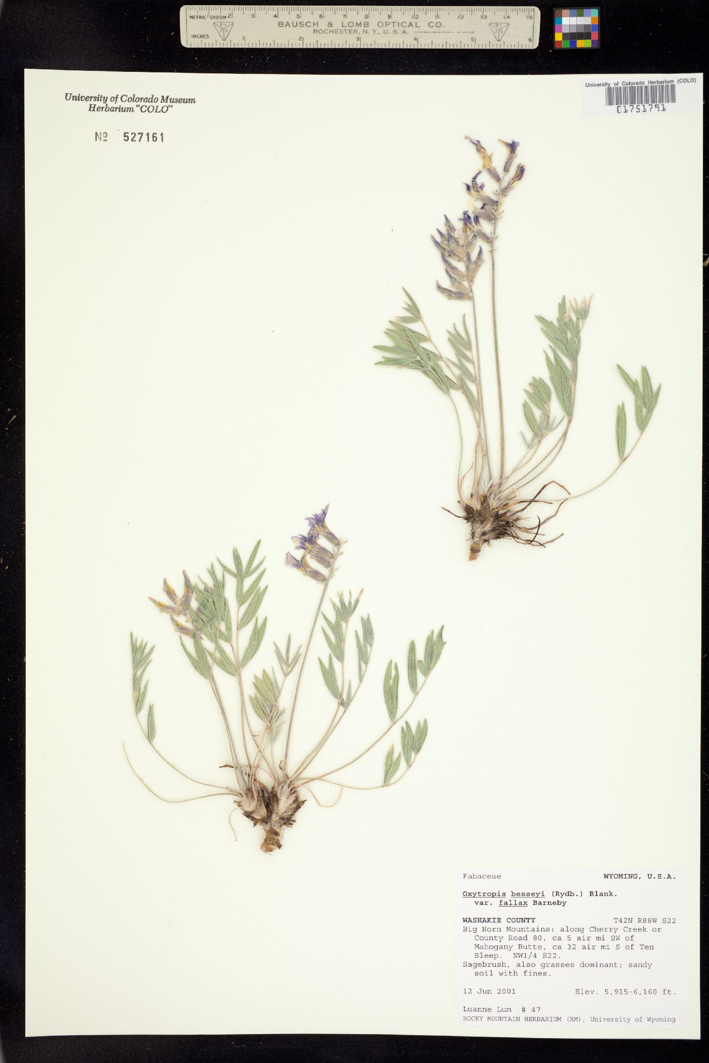 Oxytropis besseyi var. fallax image