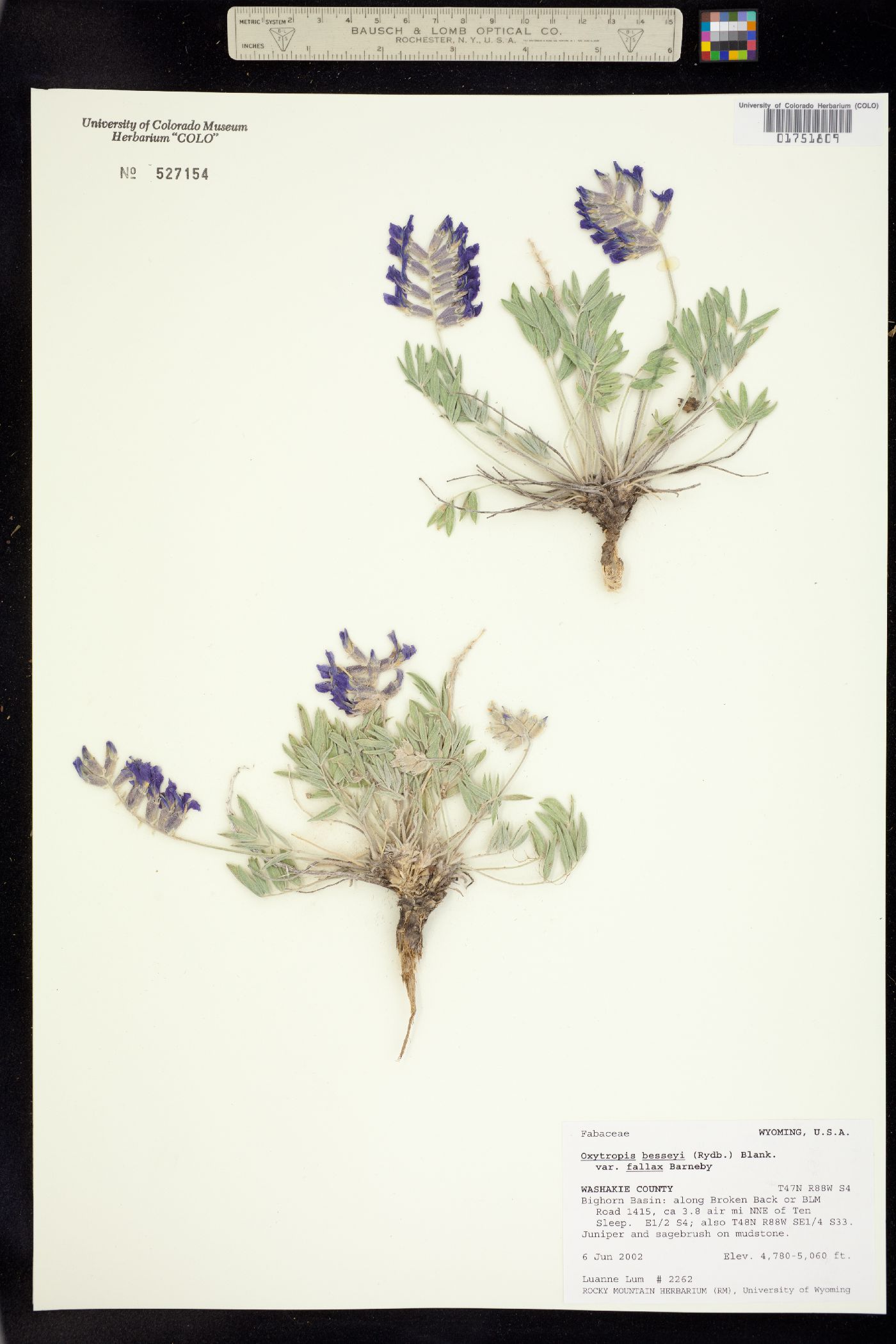 Oxytropis besseyi var. fallax image