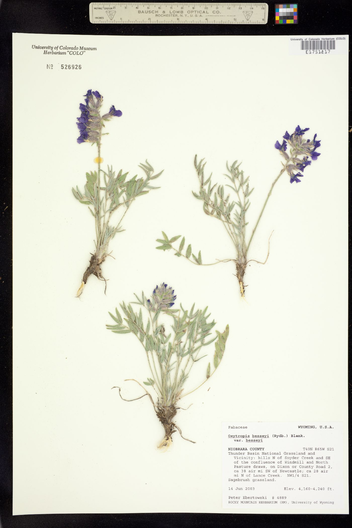 Oxytropis besseyi image