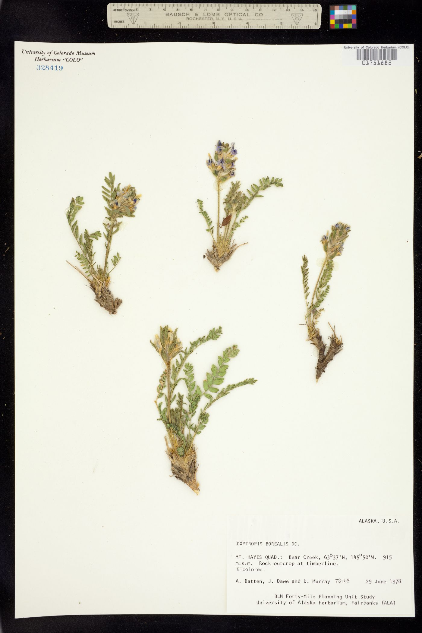 Oxytropis borealis image