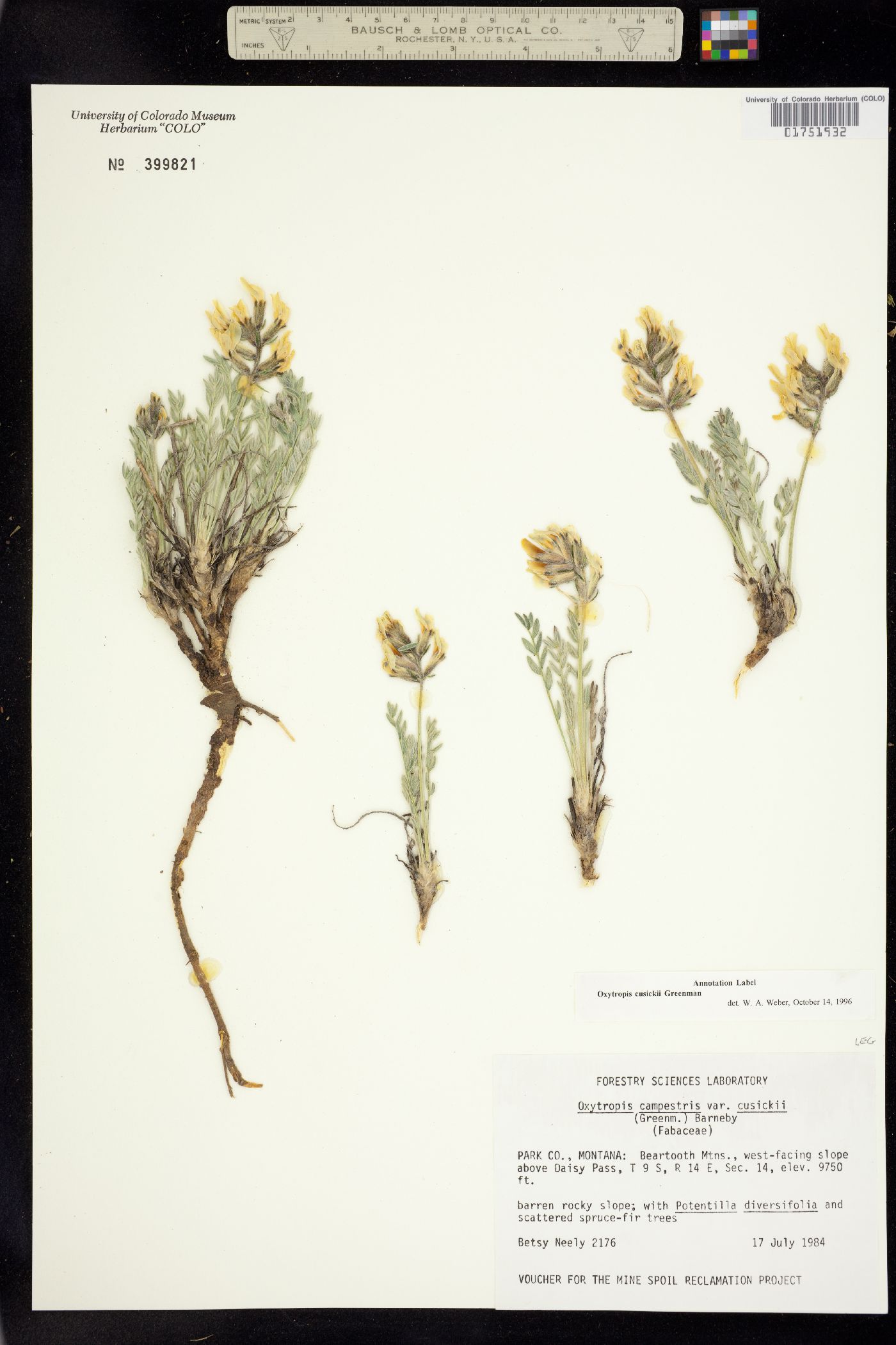 Oxytropis campestris var. cusickii image