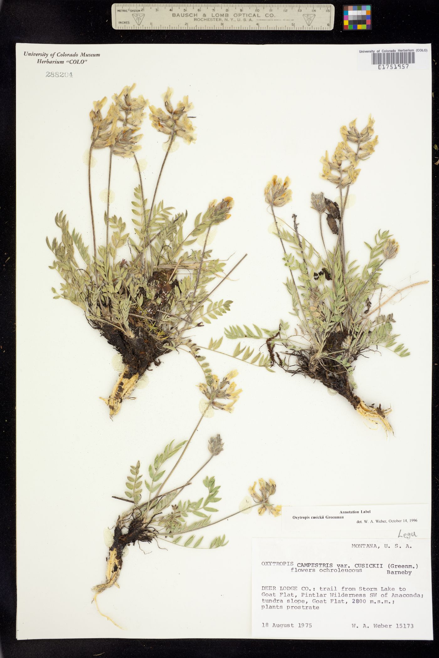Oxytropis campestris var. cusickii image
