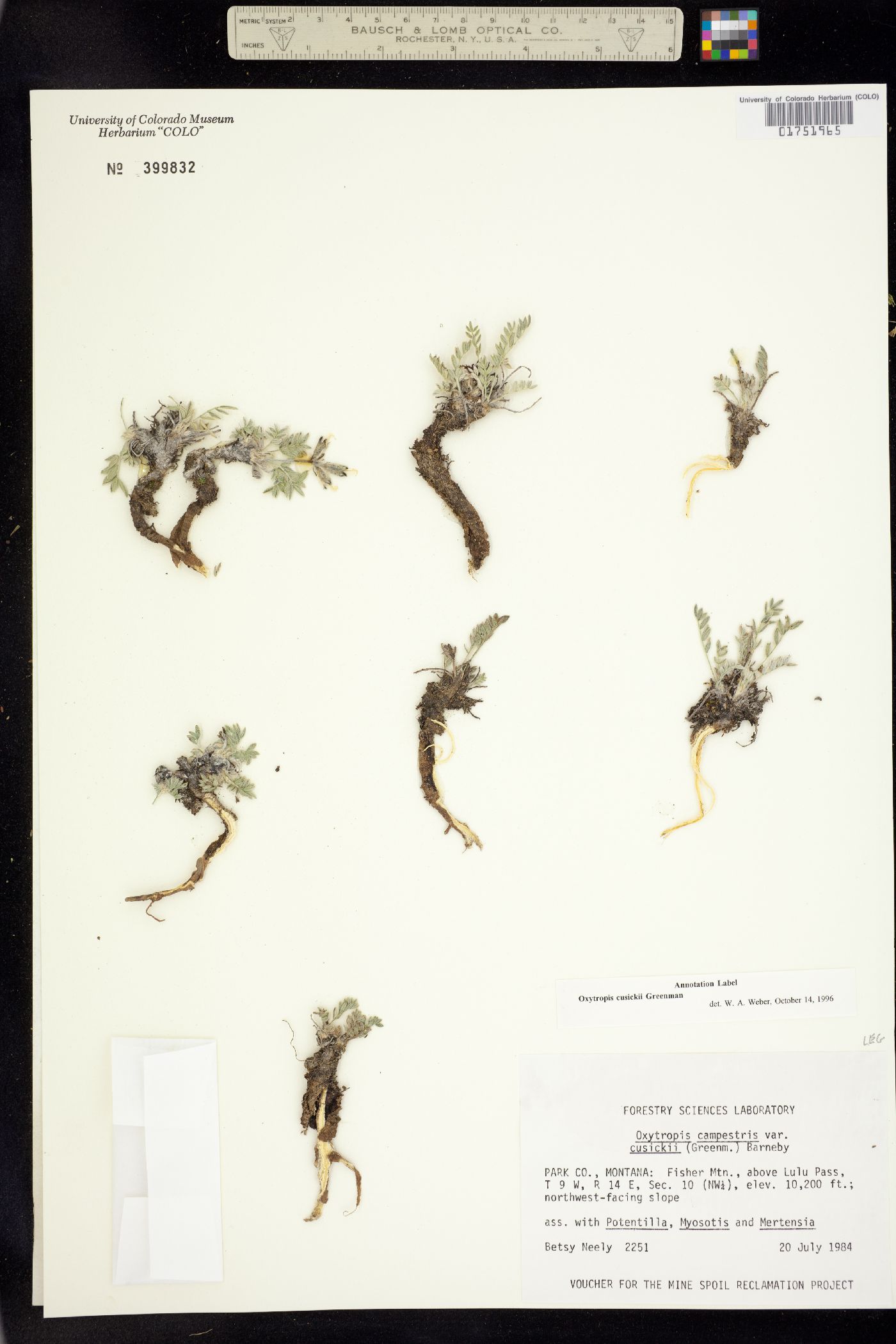 Oxytropis campestris var. cusickii image