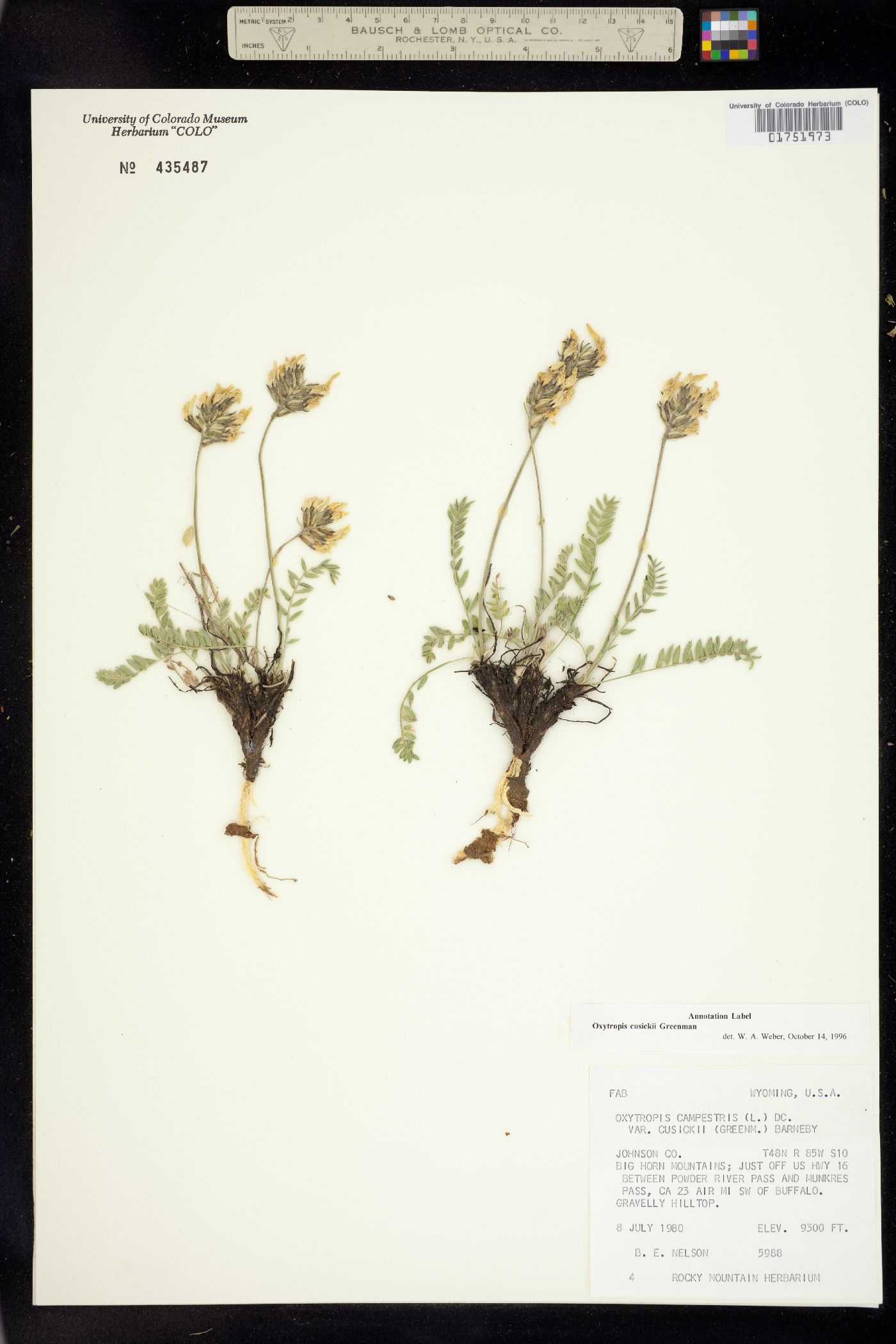 Oxytropis campestris var. cusickii image