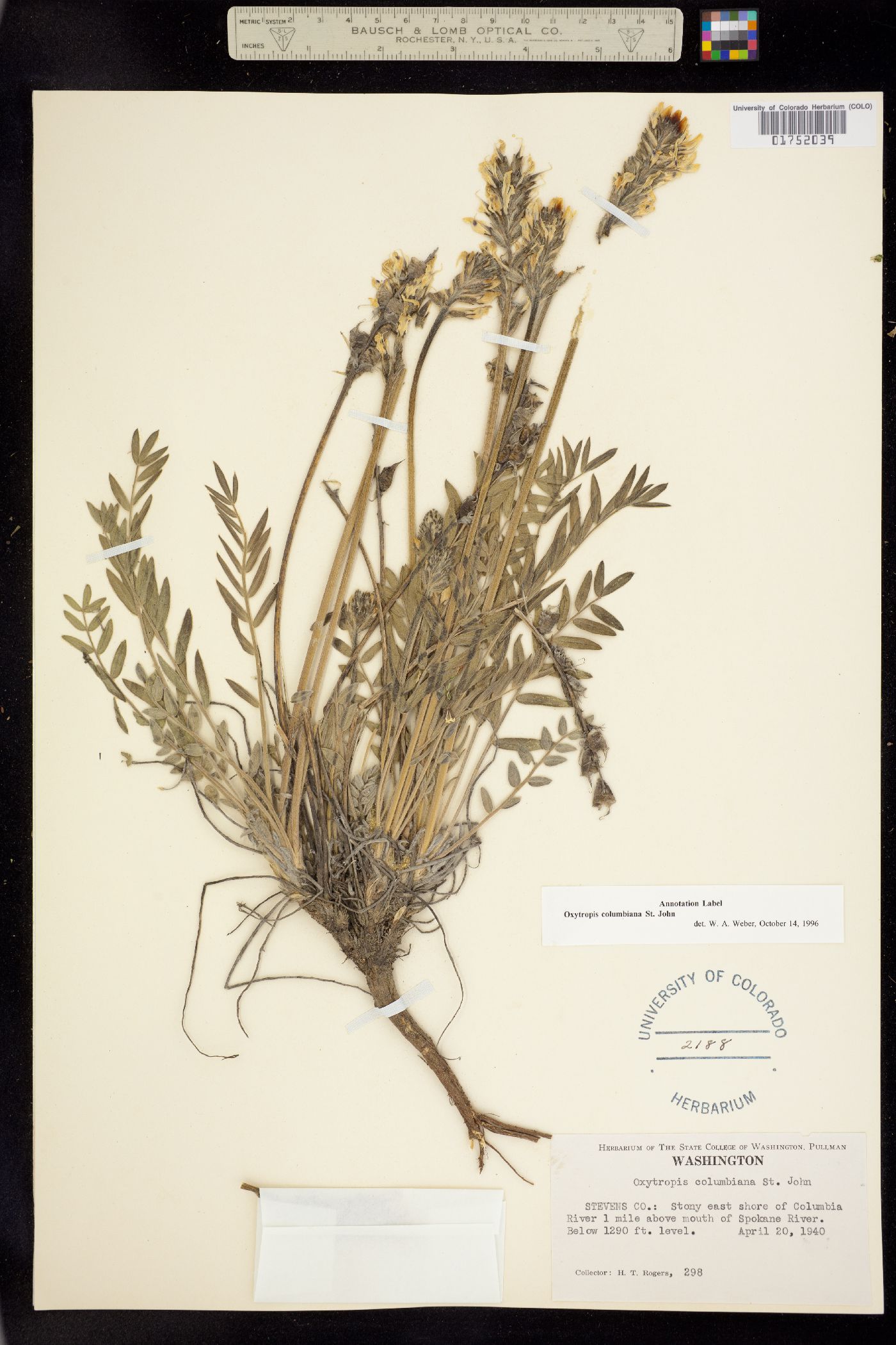 Oxytropis campestris var. columbiana image