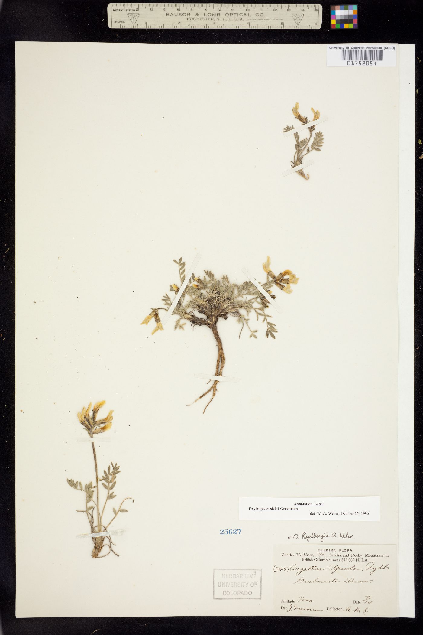 Oxytropis campestris var. cusickii image