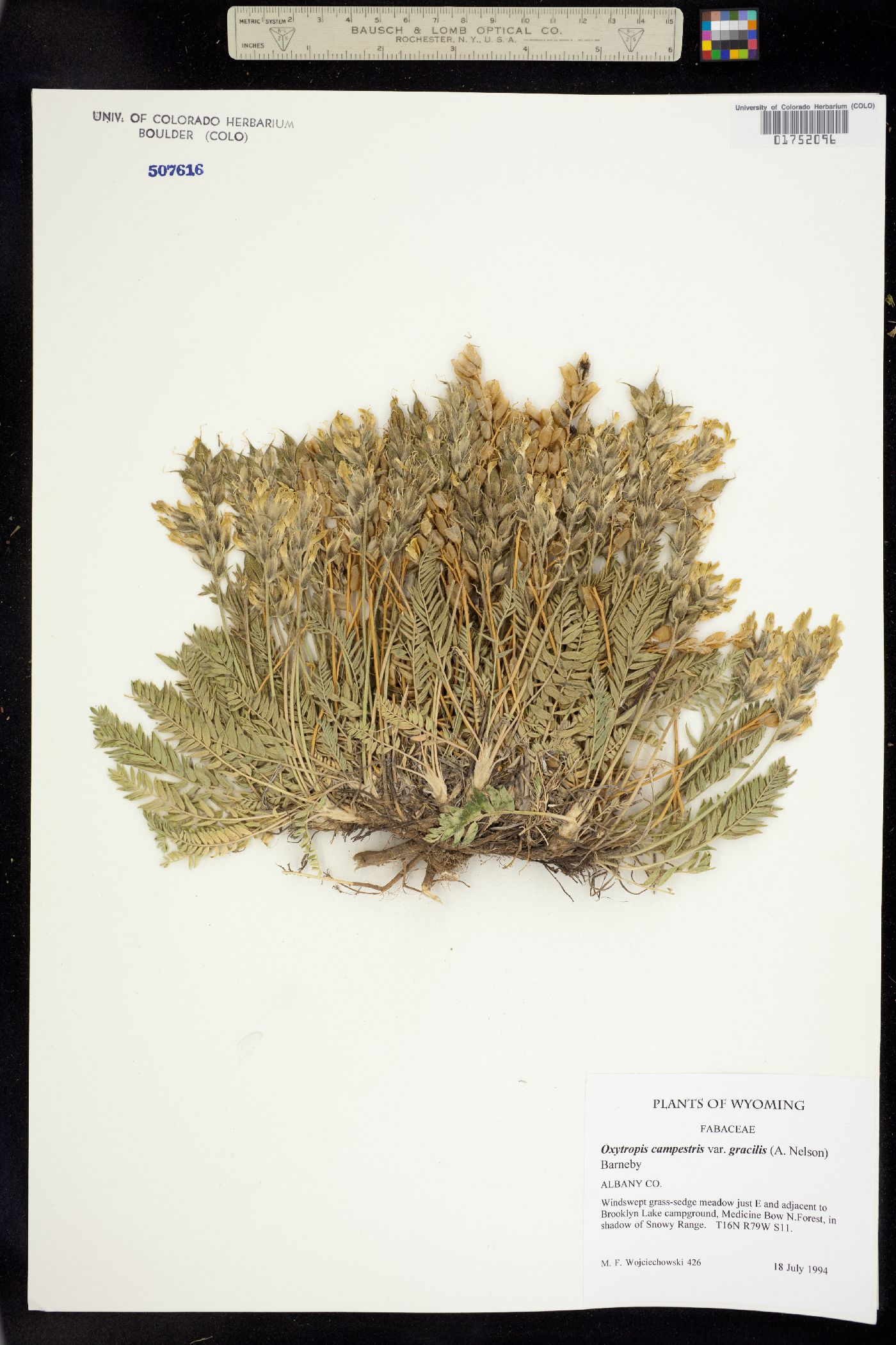 Oxytropis campestris var. cusickii image