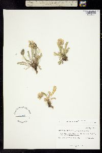 Oxytropis cusickii image