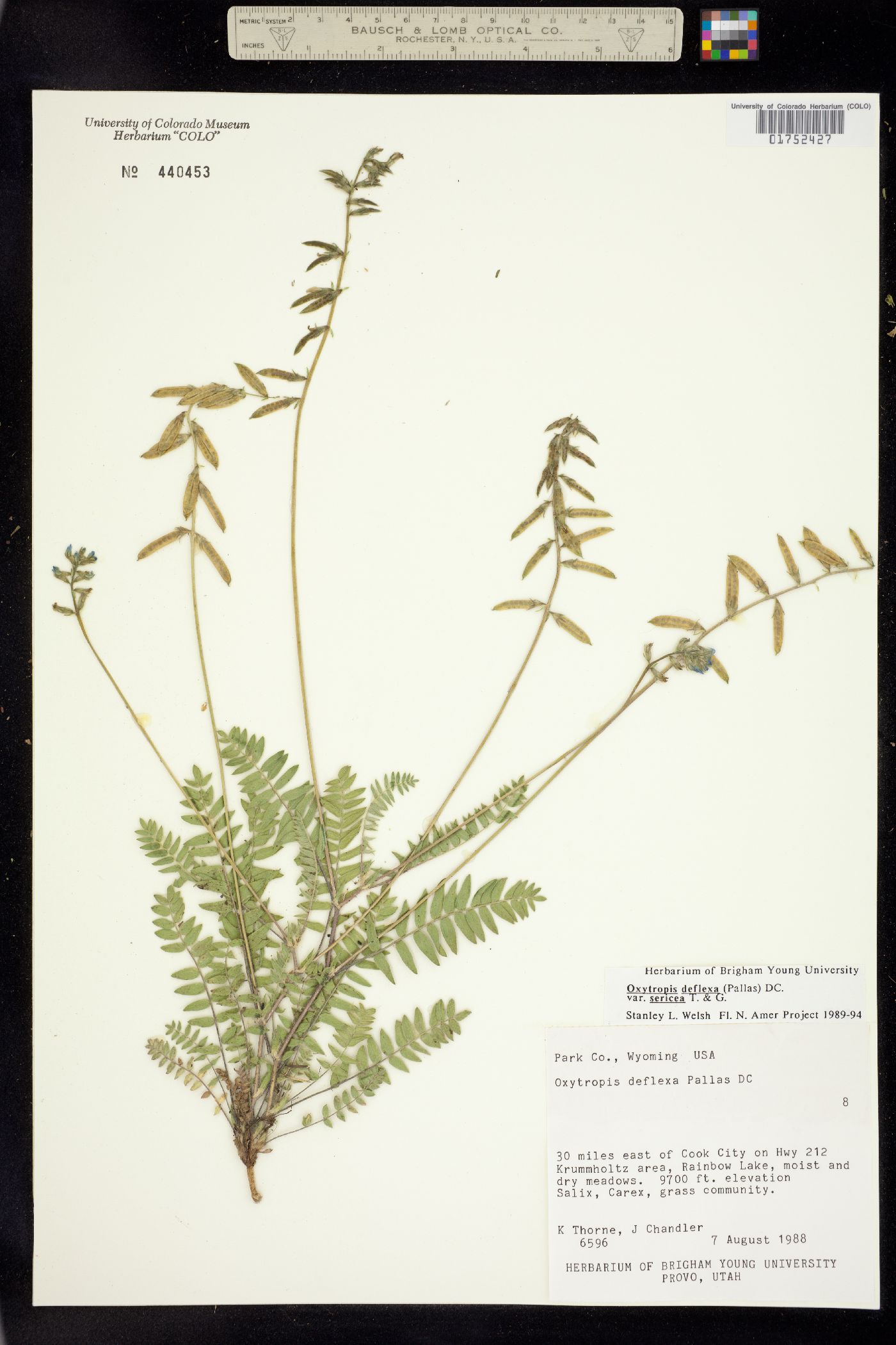 Oxytropis deflexa var. sericea image