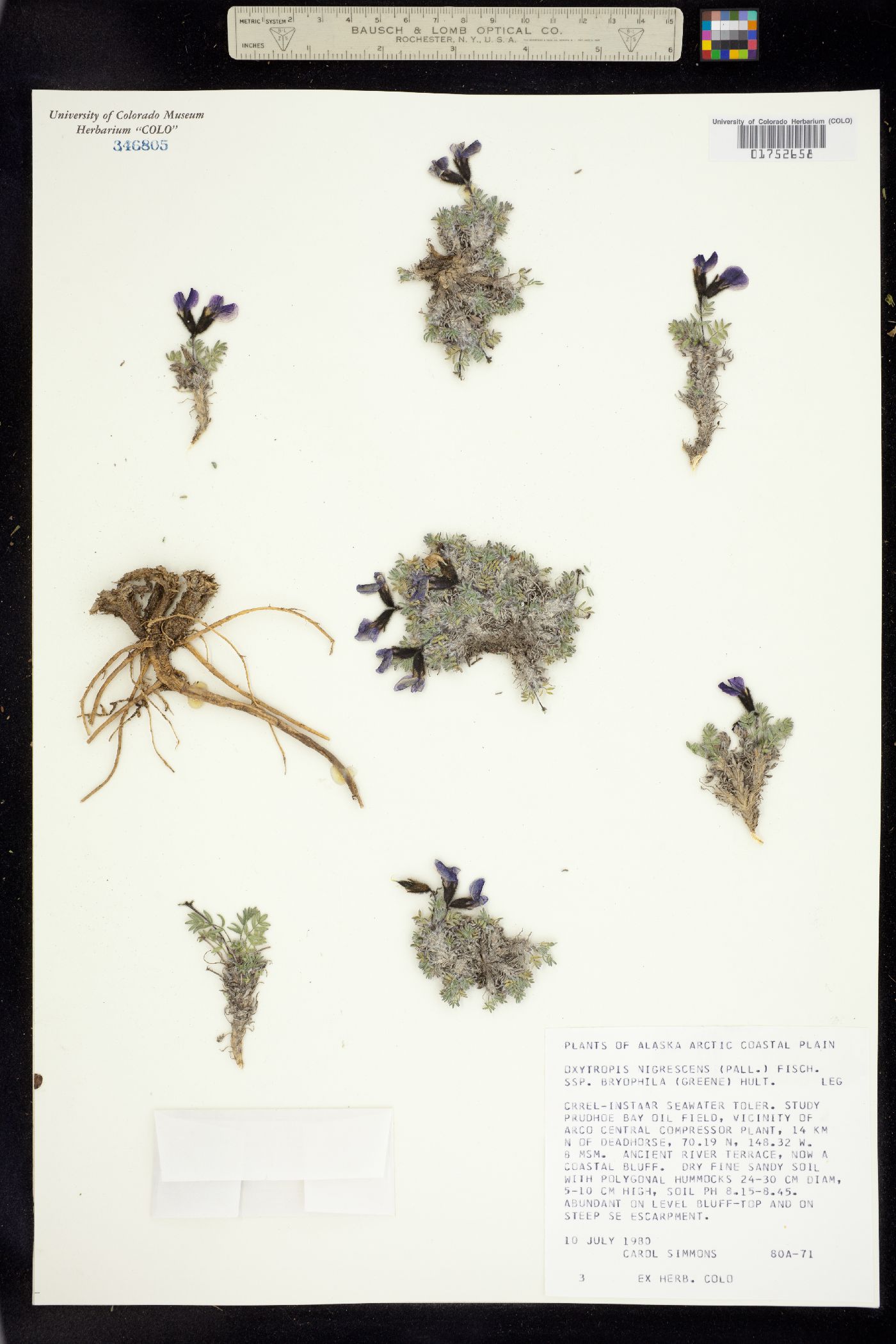 Oxytropis nigrescens var. nigrescens image