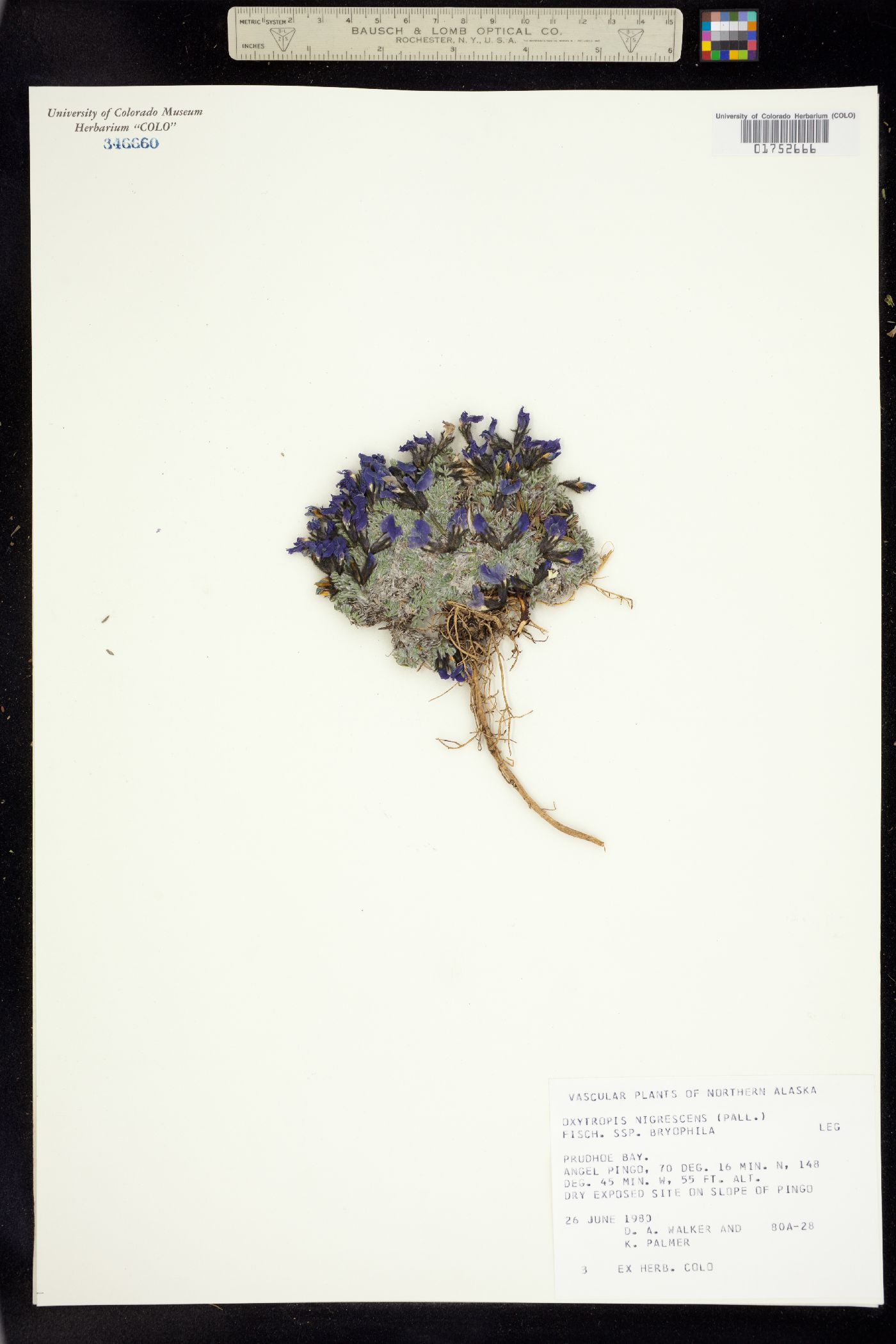 Oxytropis nigrescens var. nigrescens image