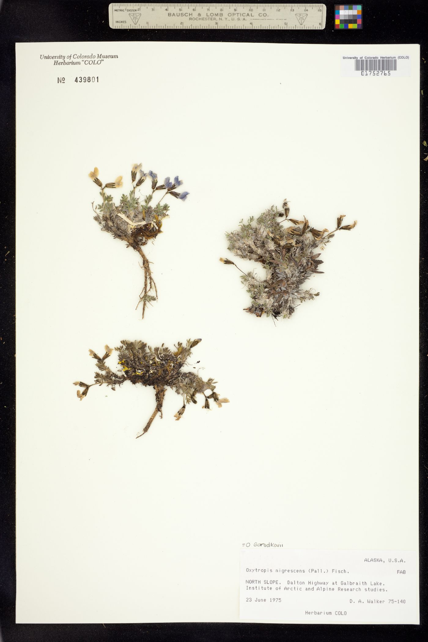 Oxytropis nigrescens image