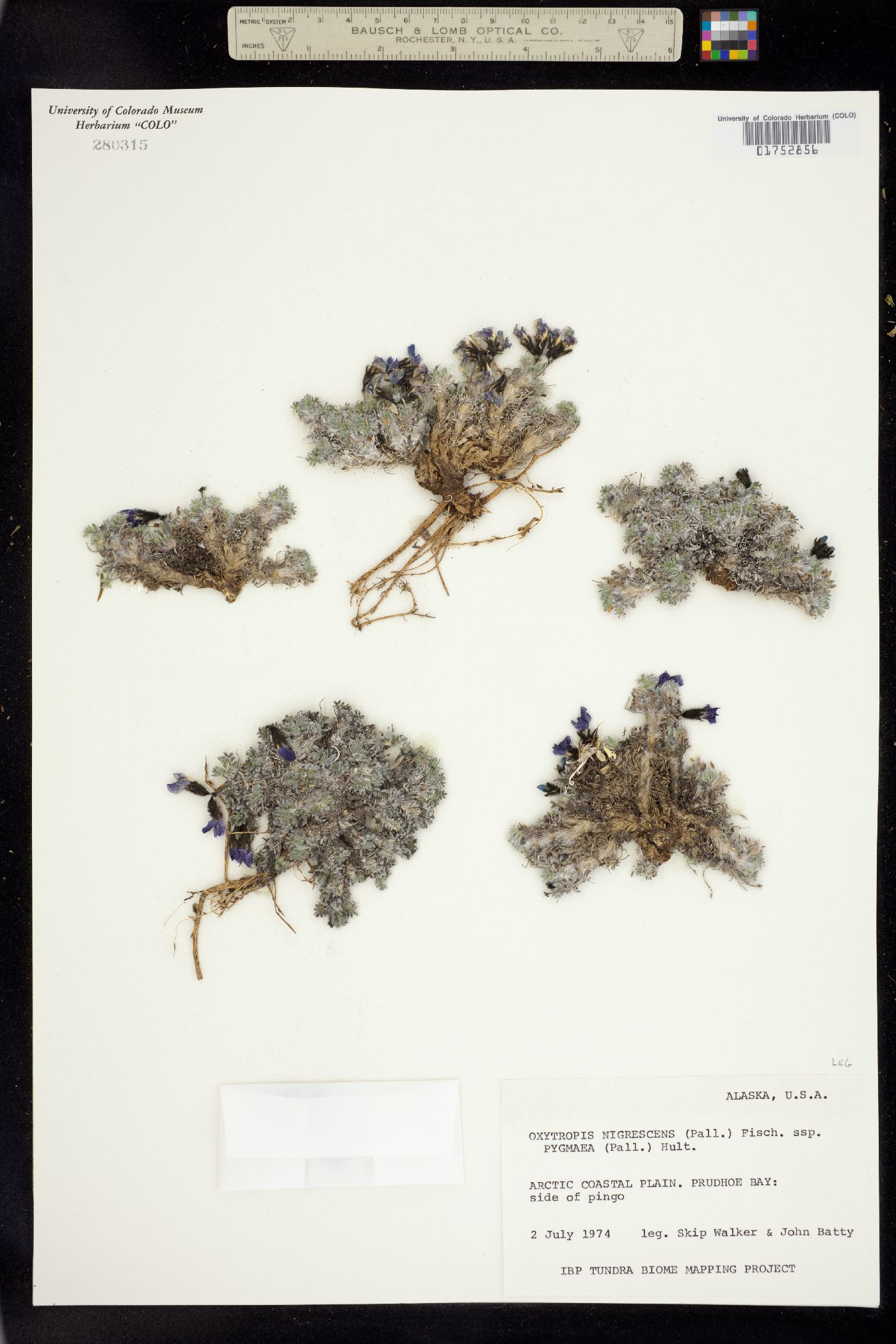 Oxytropis gorodkovii image