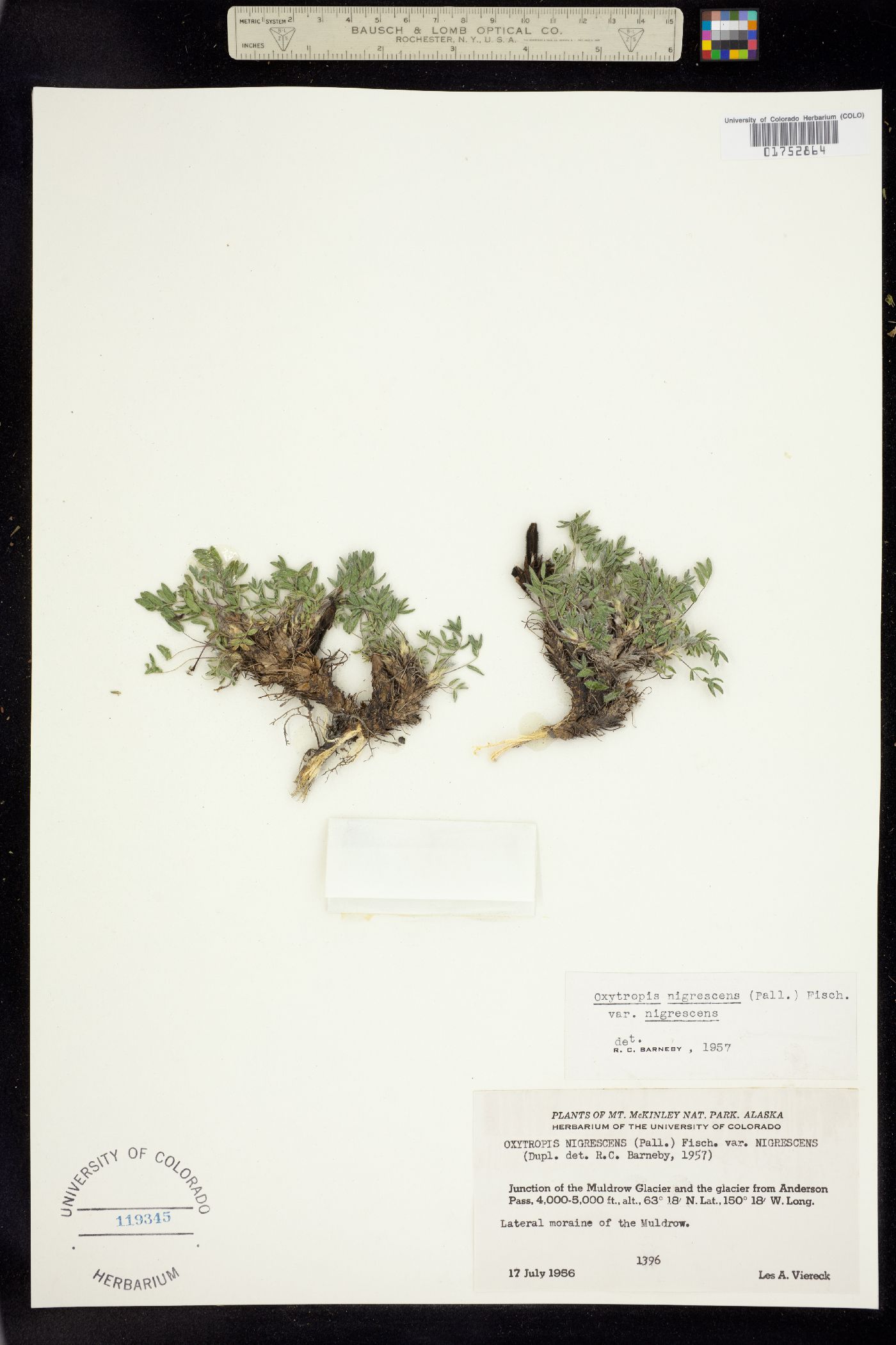 Oxytropis nigrescens var. nigrescens image