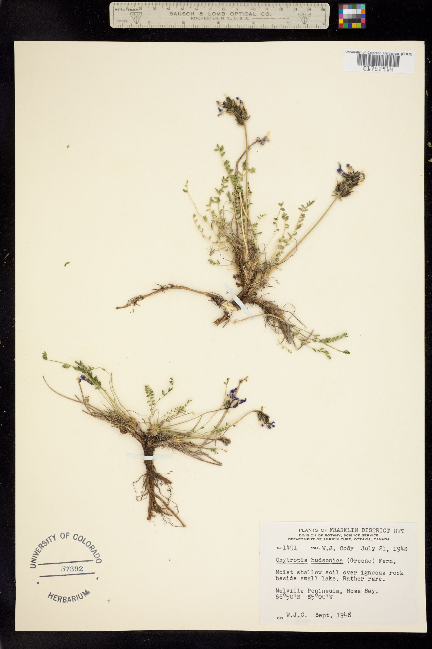 Oxytropis borealis var. hudsonica image