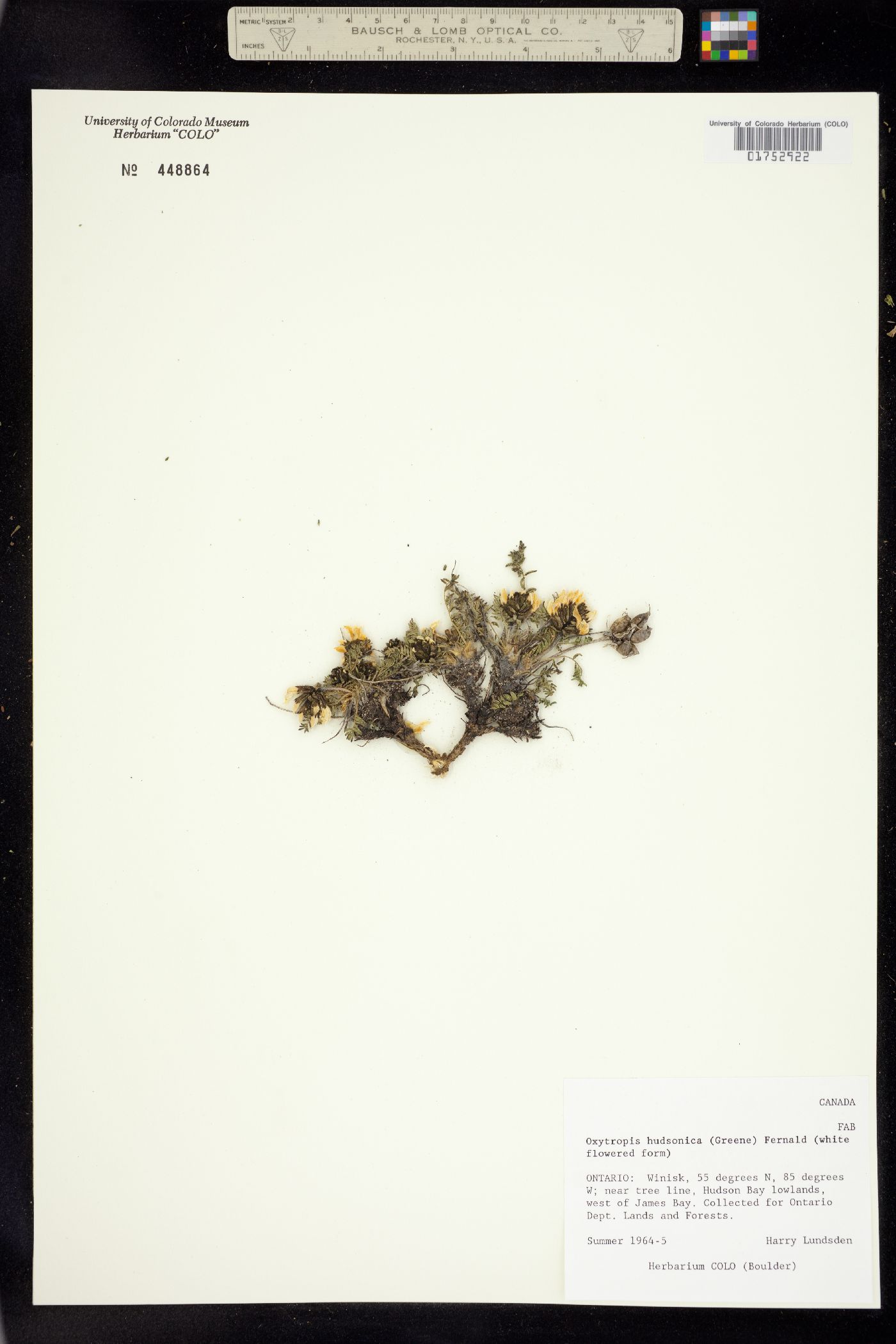 Oxytropis borealis var. hudsonica image