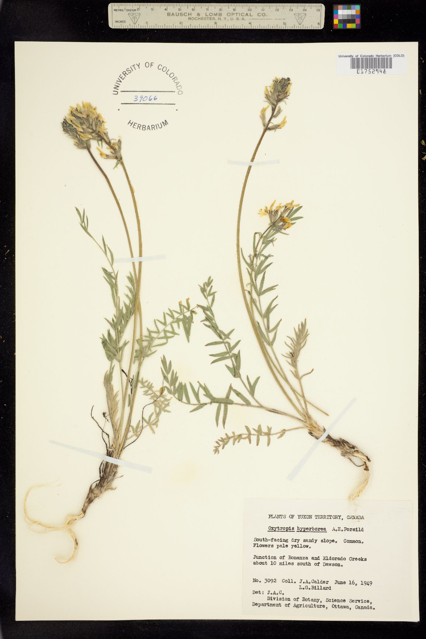 Oxytropis campestris var. varians image