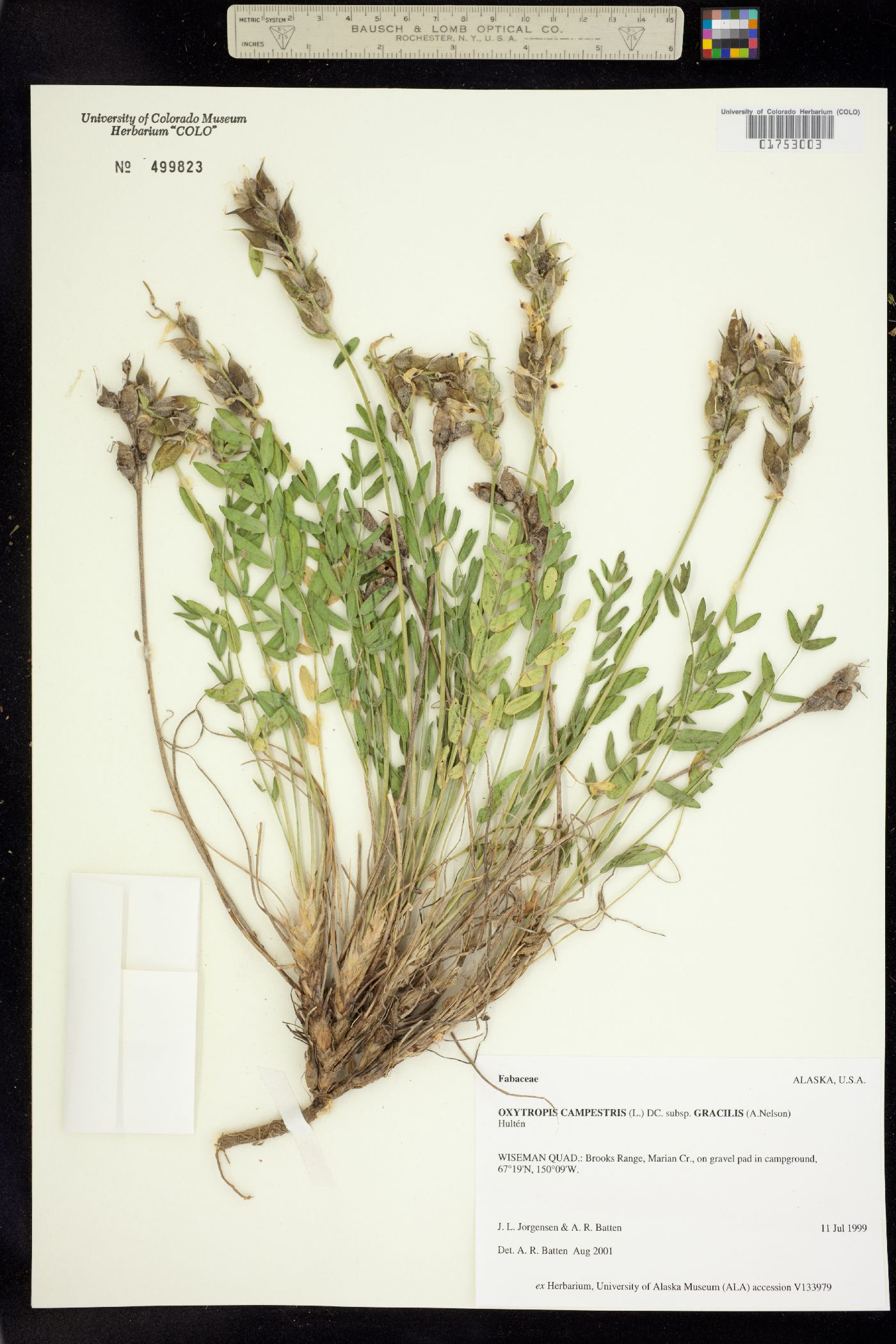 Oxytropis campestris var. jordalii image