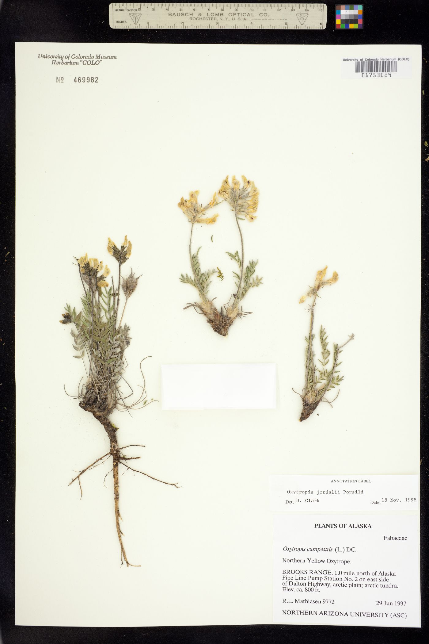 Oxytropis campestris var. jordalii image