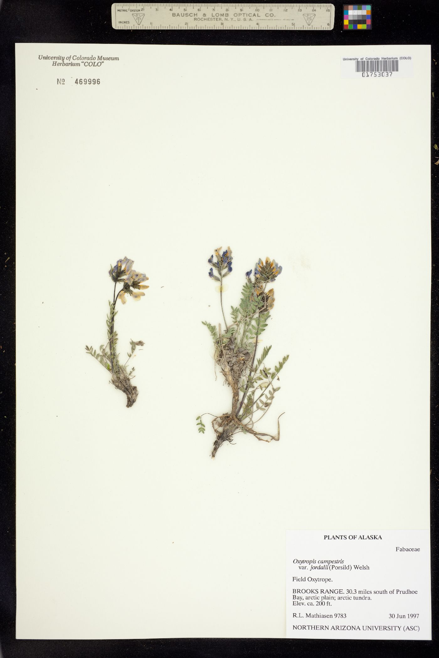 Oxytropis campestris var. jordalii image