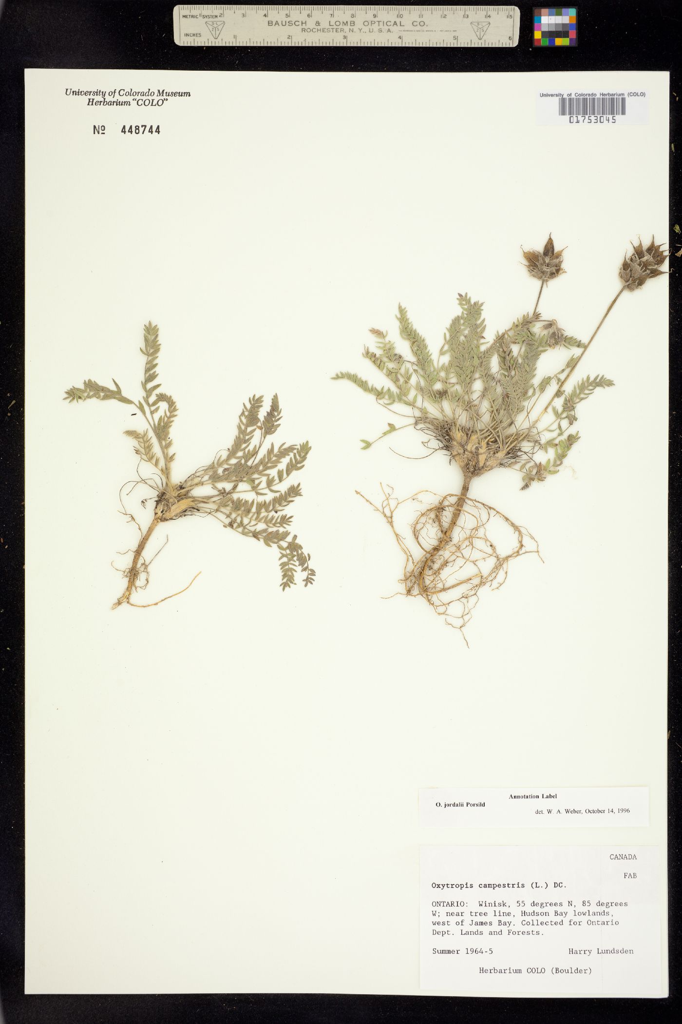 Oxytropis campestris var. jordalii image