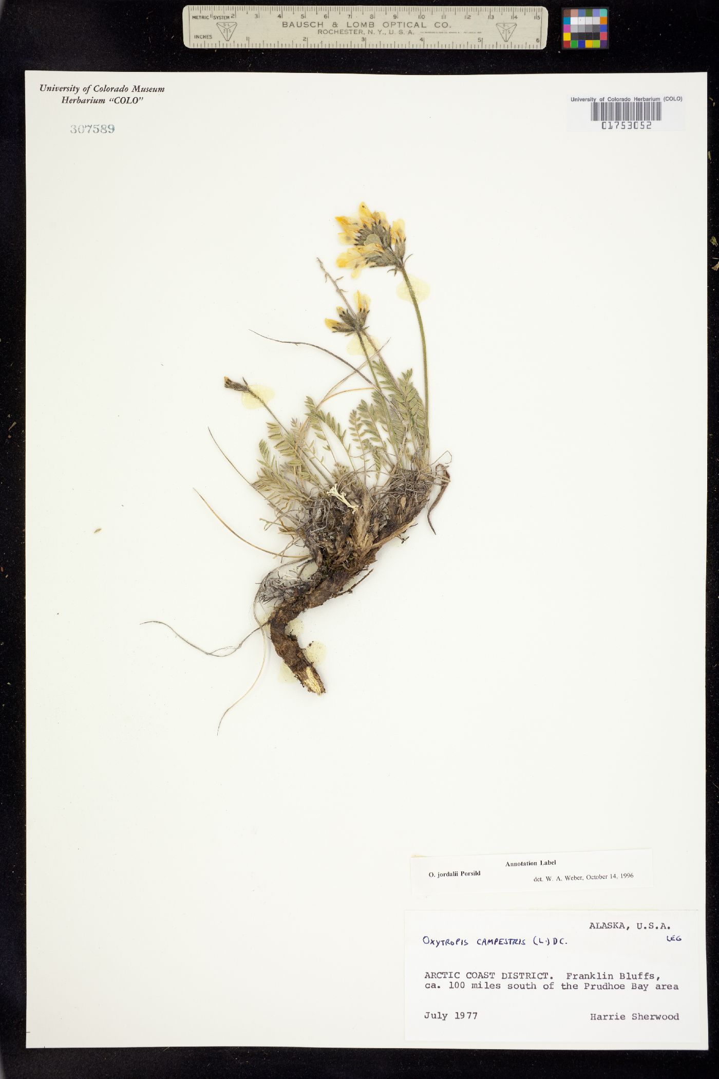 Oxytropis campestris var. jordalii image